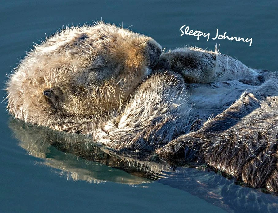 Otter Kalender 2027 Wandkalender Eintragkalender – Ansicht