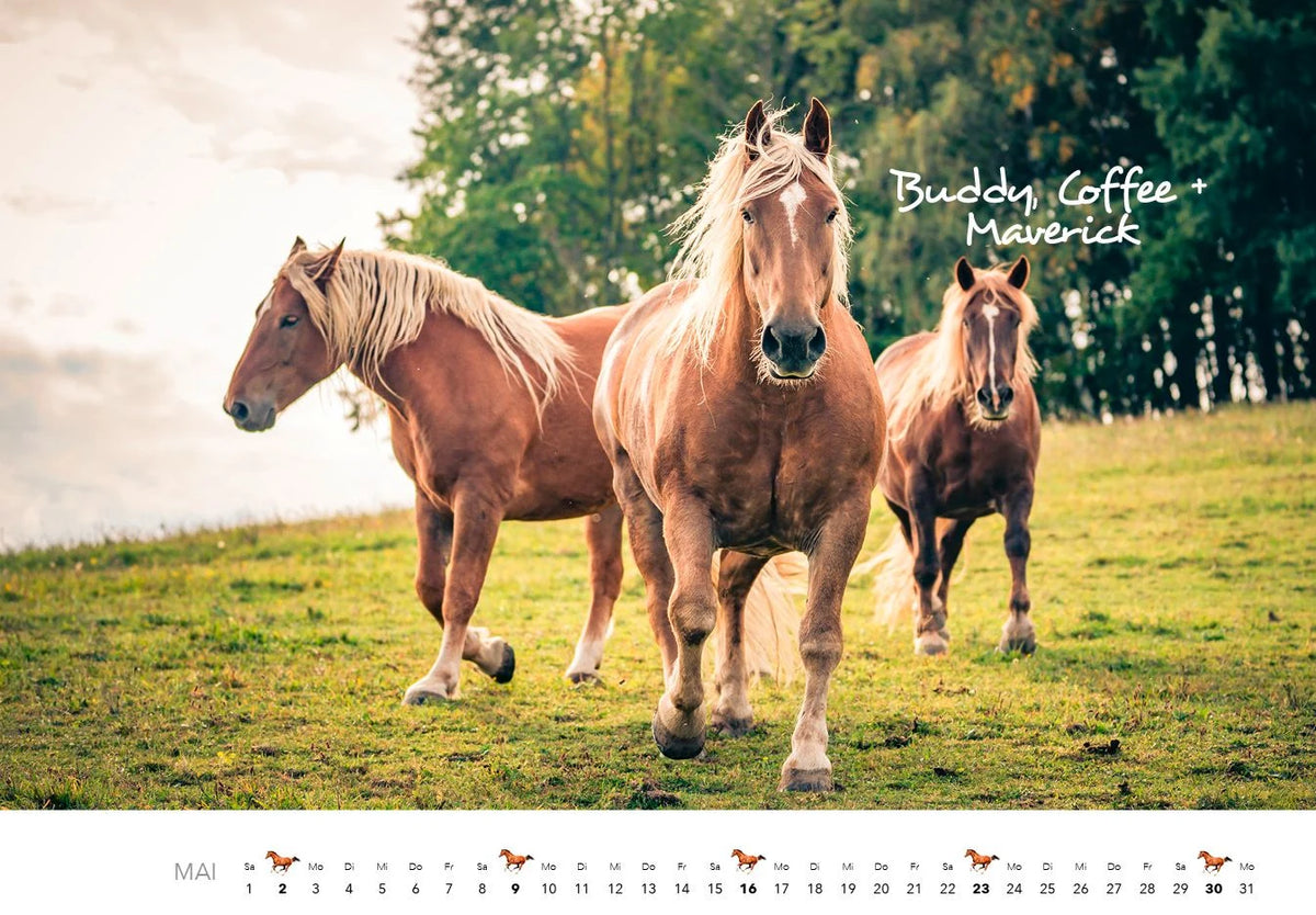 Pferde Kalender 2027 Wandkalender – Ansicht