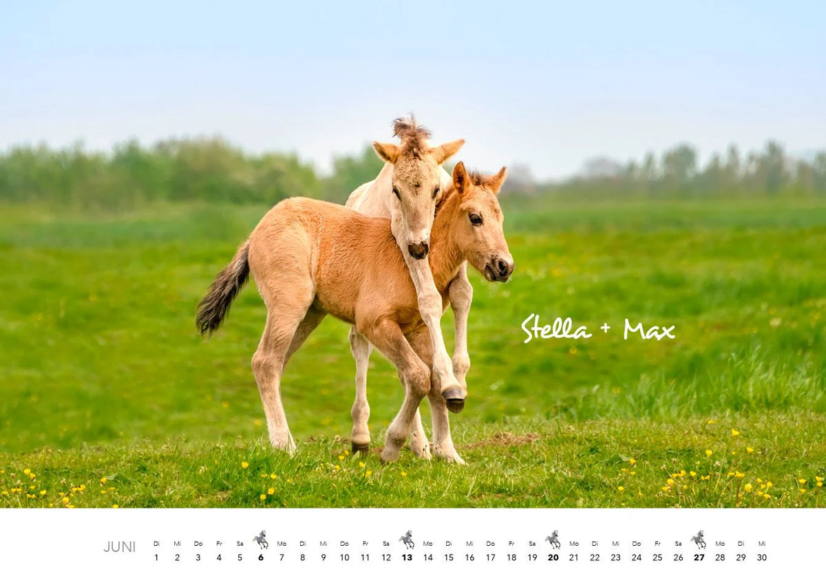 Pferde Kalender 2027 Wandkalender – Ansicht