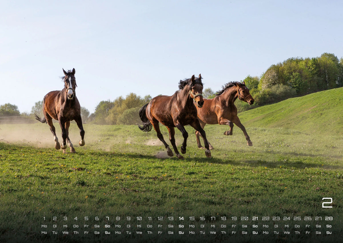 Pferdegeflüster - Der Pferdekalender - 2027 - Kalender DIN A2 – Ansicht