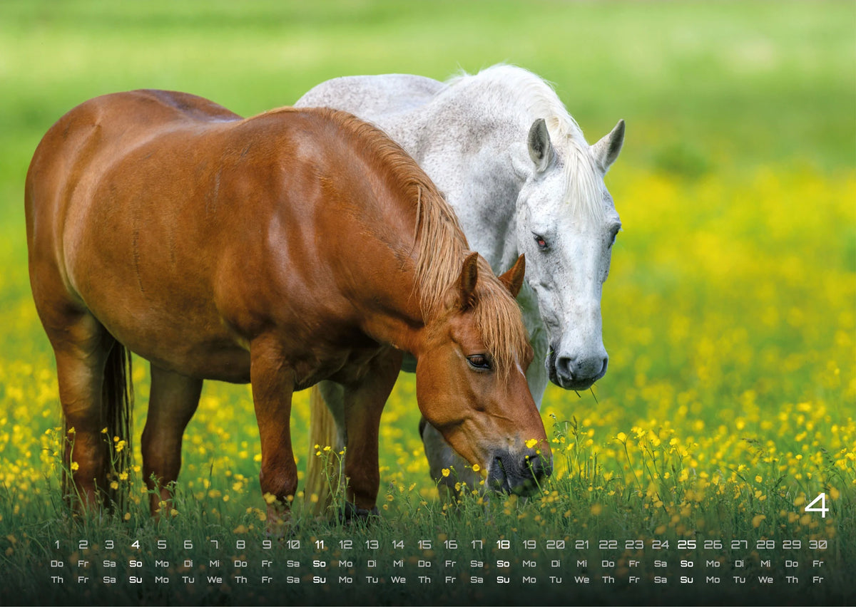Pferdegeflüster - Der Pferdekalender - 2027 - Kalender DIN A3 – Ansicht