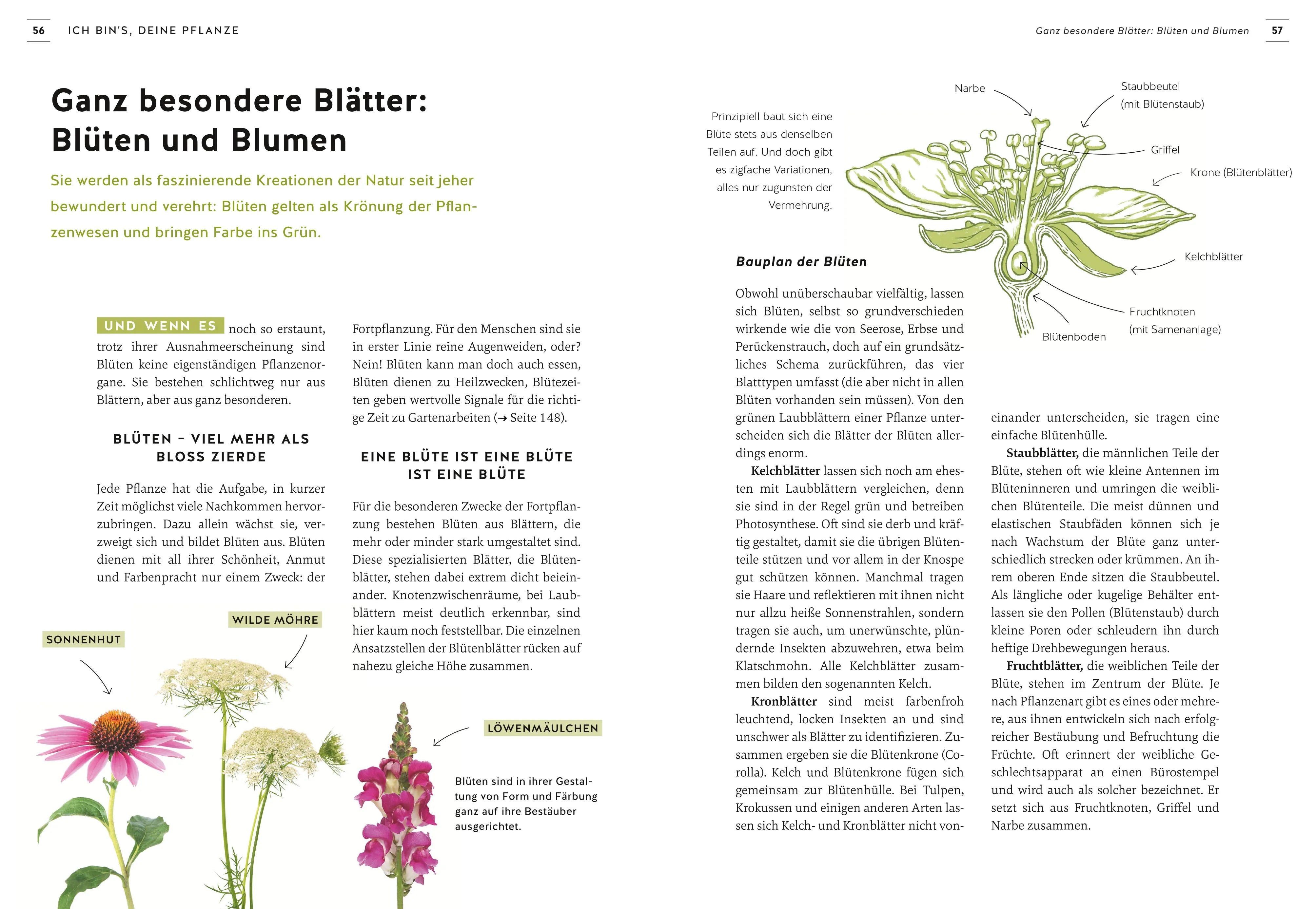 Produktansicht: Pflanzen endlich verstehen (Gebundene Ausgabe)
