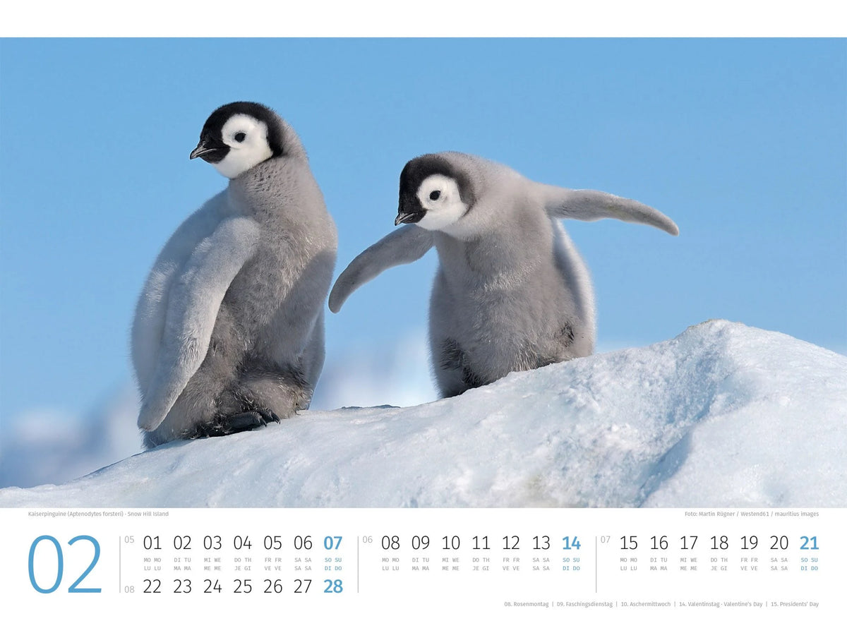 Pinguine Kalender 2027 – Ansicht
