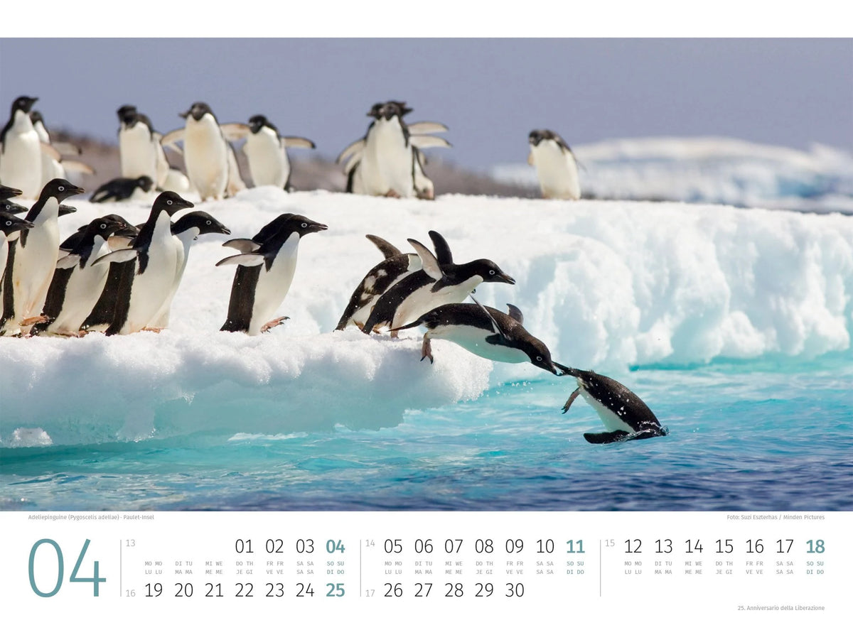 Pinguine Kalender 2027 – Ansicht