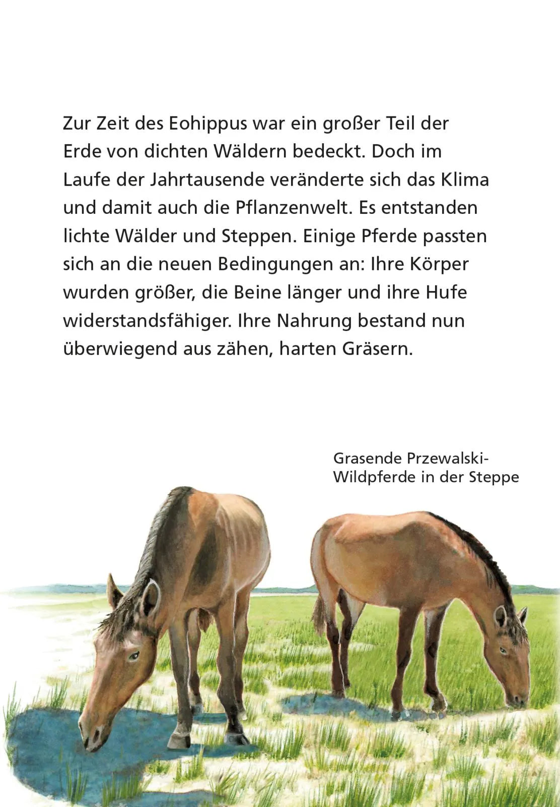 Hanna Sörensen - Pixi Wissen 1: Pferde und Ponys