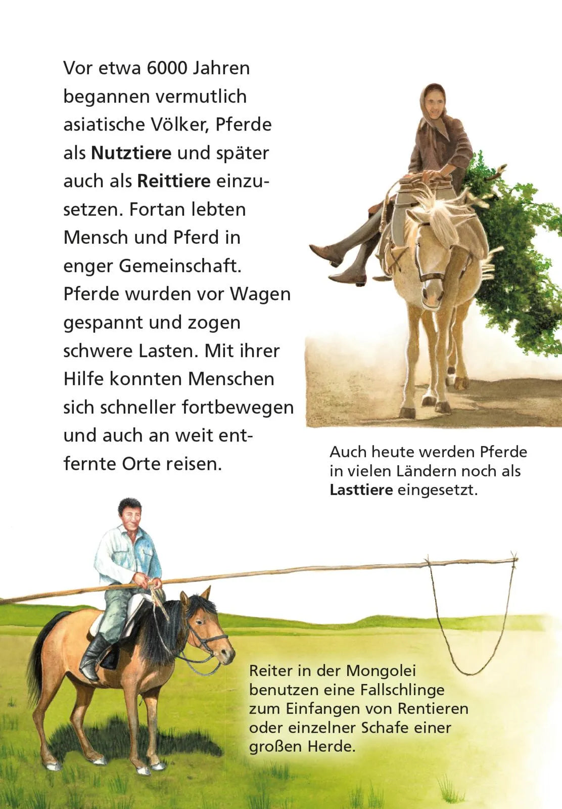 Produktansicht: Pixi Wissen 1: Pferde und Ponys (Taschenbuch)