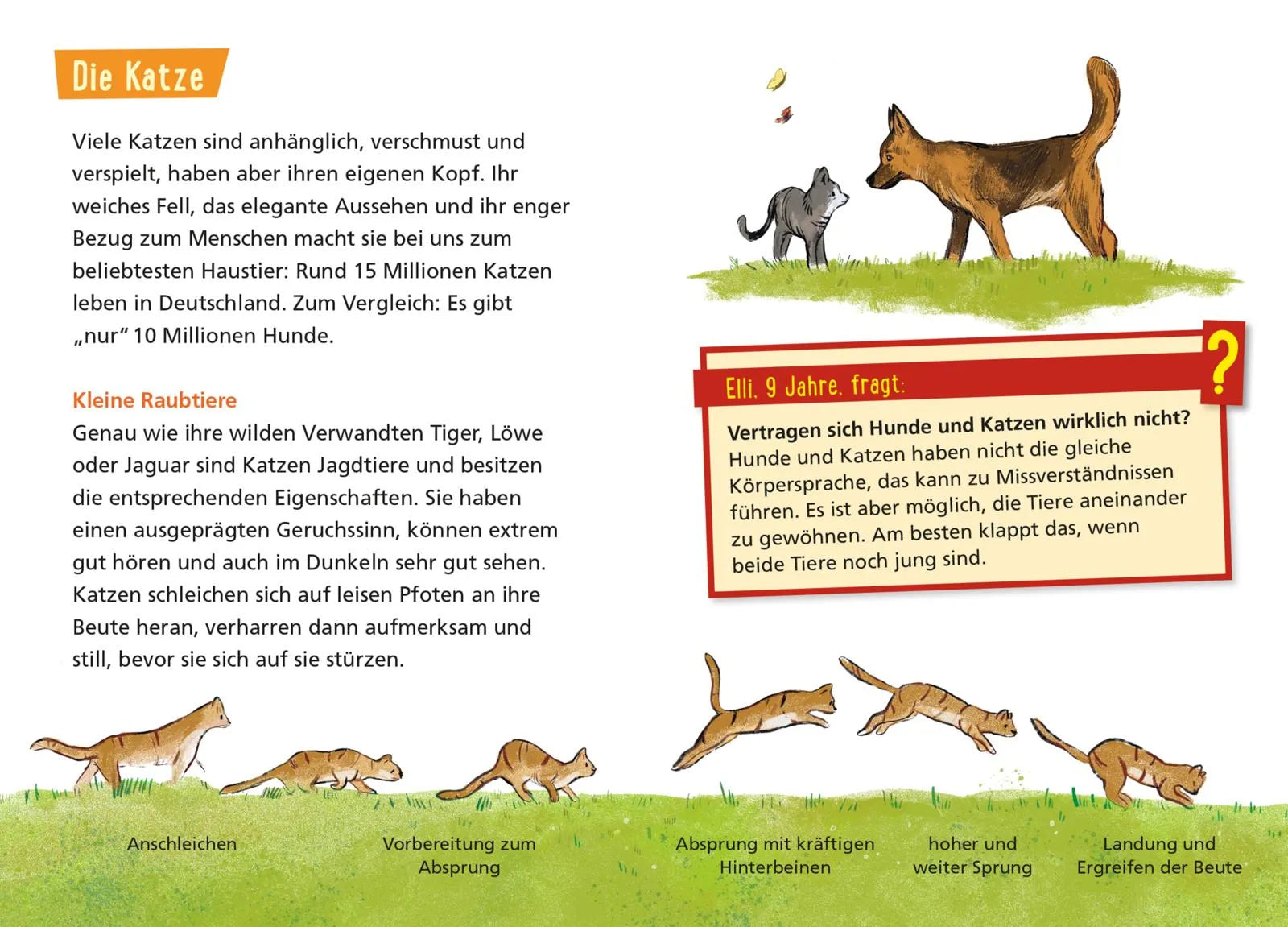 Detailansicht: Pixi Wissen 122: Haustiere (Taschenbuch)