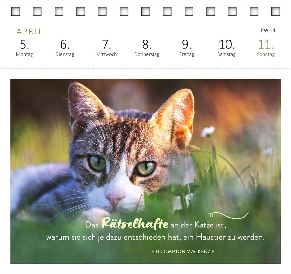 Postkartenkalender Katzenweisheiten 2027 – Ansicht