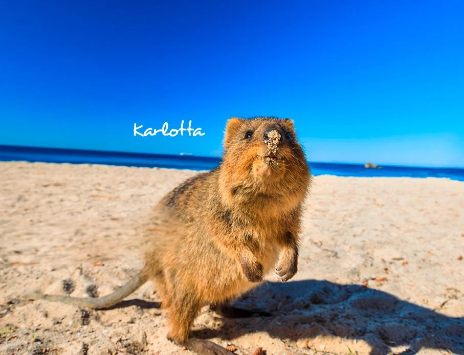 Quokka 2027 Planer Eintragkalender – Ansicht