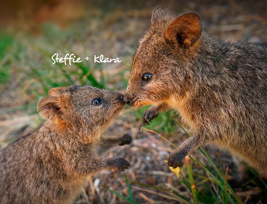 Quokka 2027 Planer Eintragkalender – Ansicht