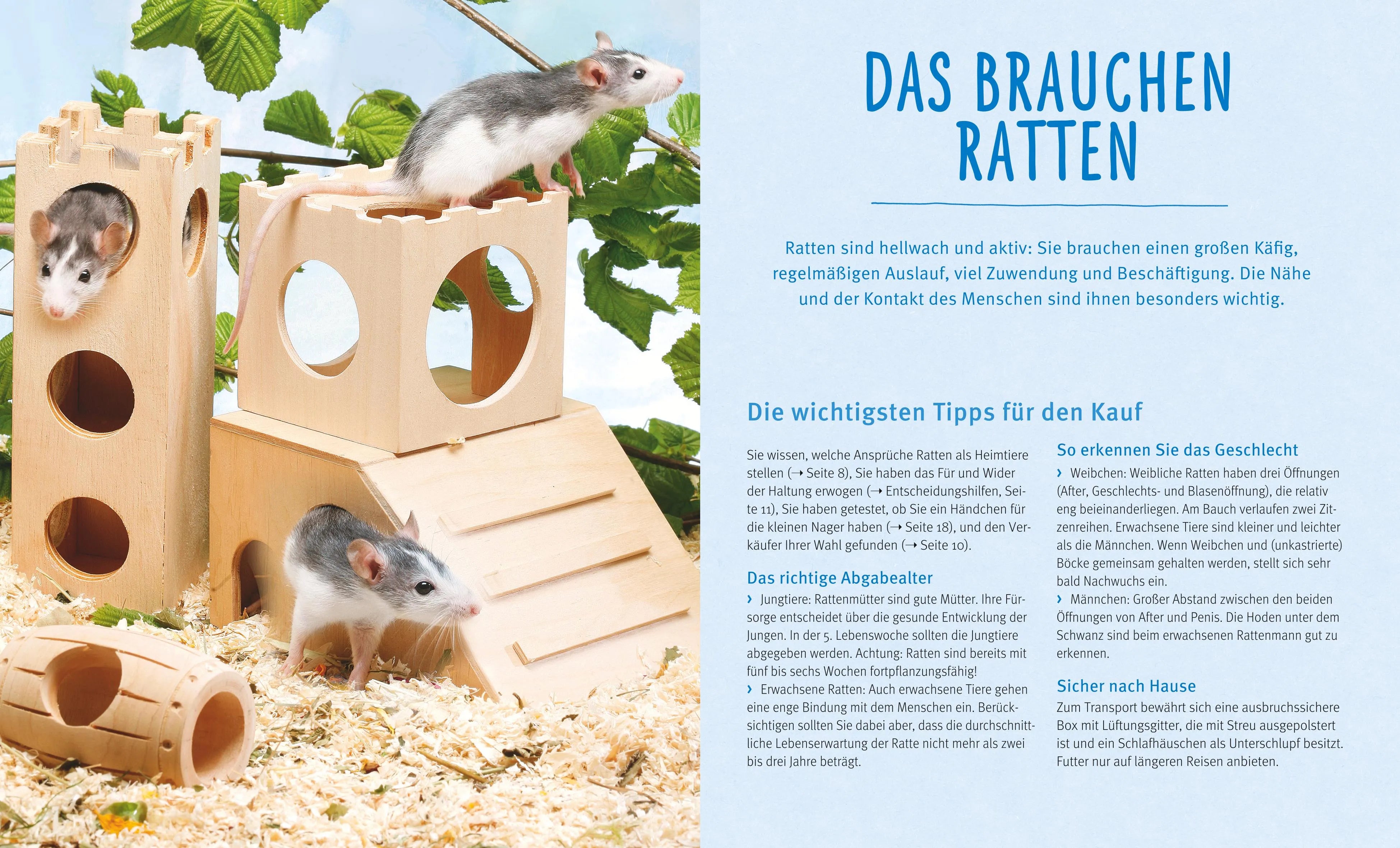 Produktansicht: Ratten (Taschenbuch)
