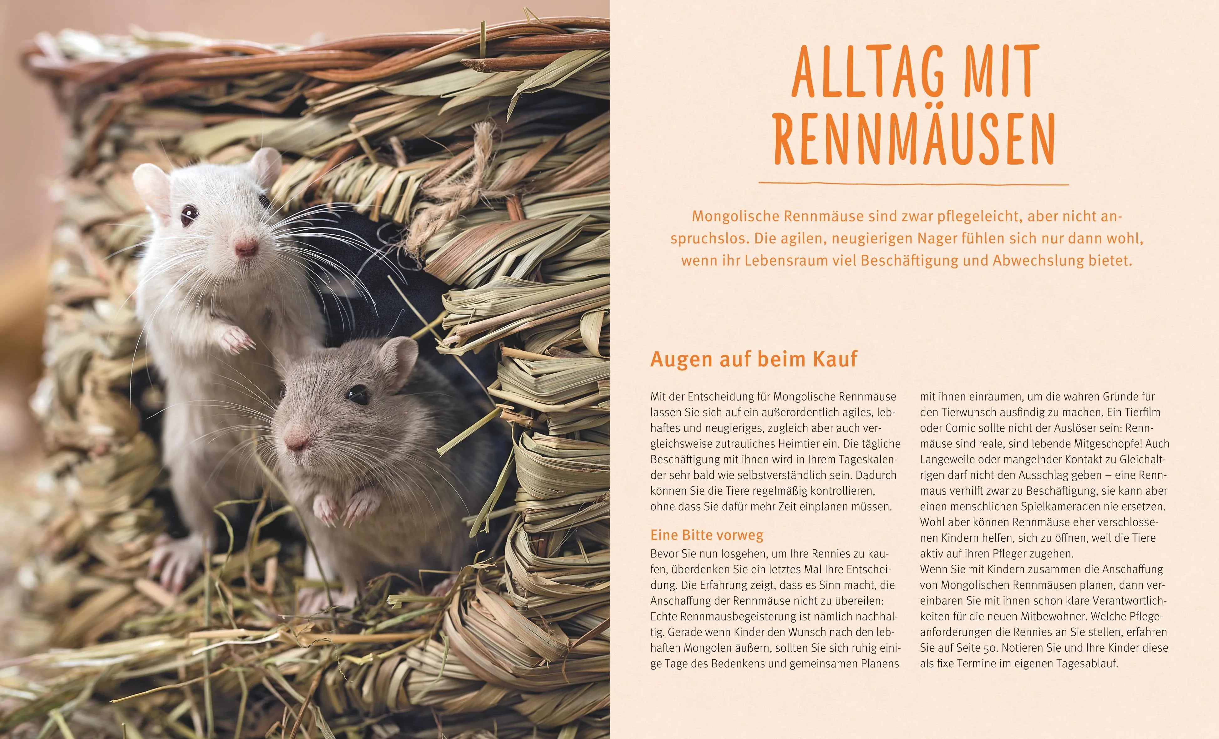 Abbildung von 'Rennmäuse'