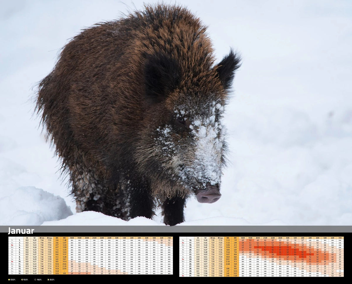 Sauen Kalender 2027 Jagd-Kalender im XXL-Format – Ansicht