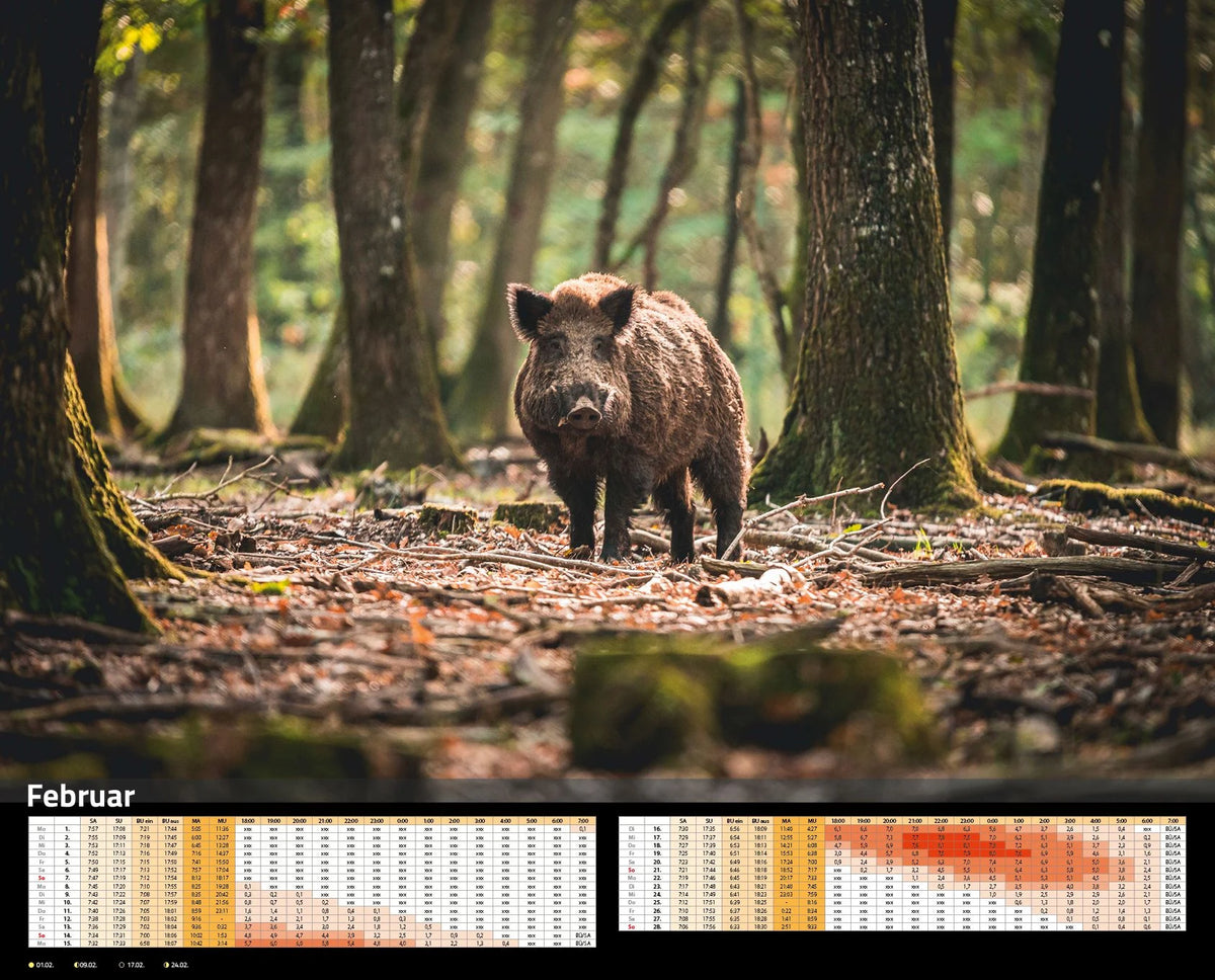 Sauen Kalender 2027 Jagd-Kalender im XXL-Format – Ansicht
