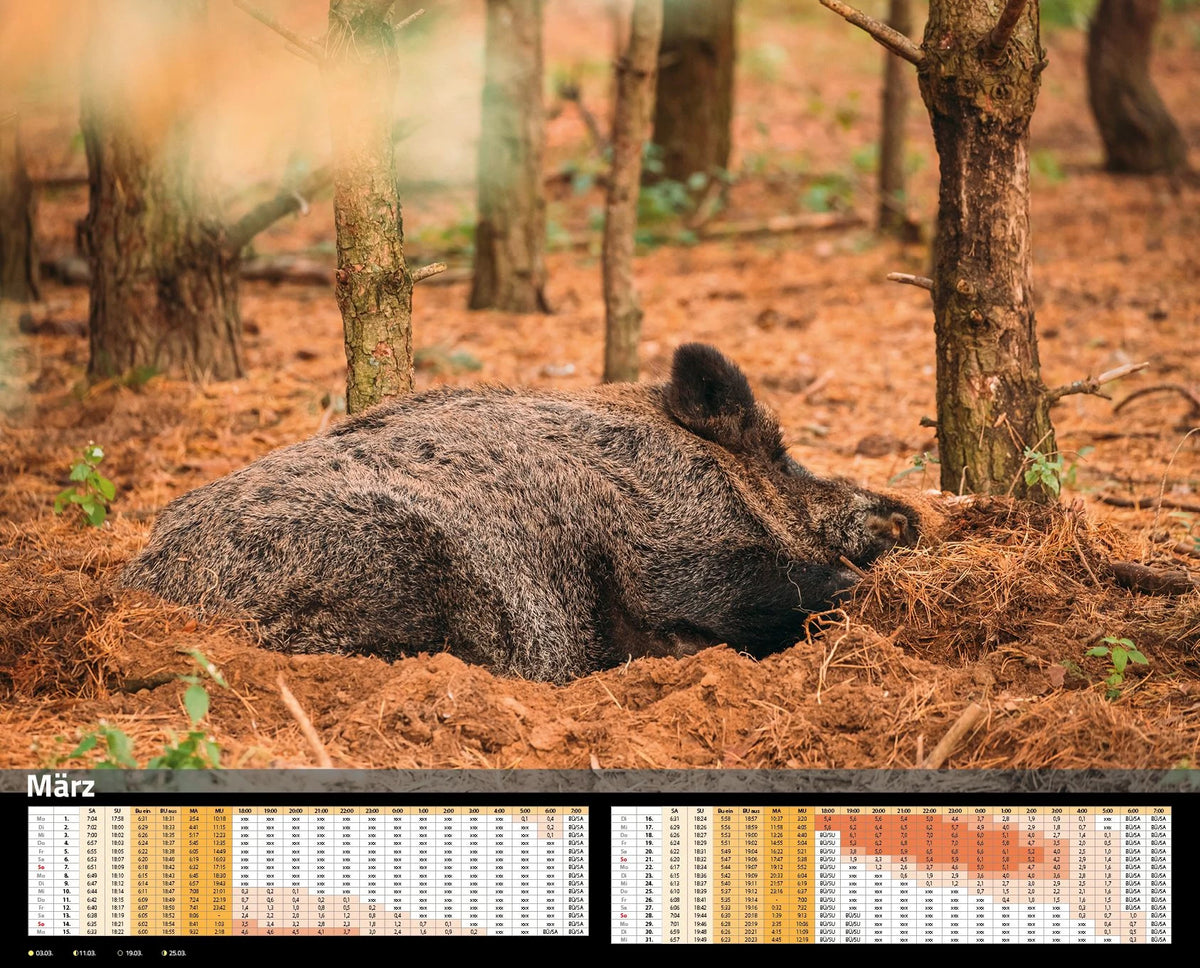Sauen Kalender 2027 Jagd-Kalender im XXL-Format – Ansicht