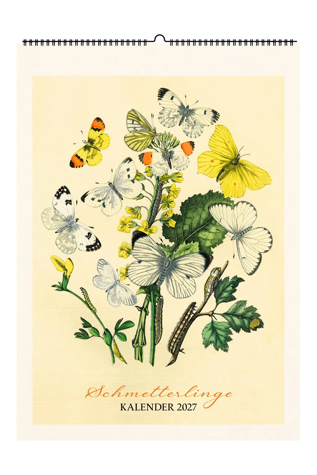 Wandkalender: Schmetterlinge. Wandkalender 2027