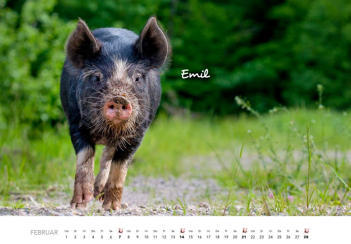 Schweine Kalender 2027 – Ansicht