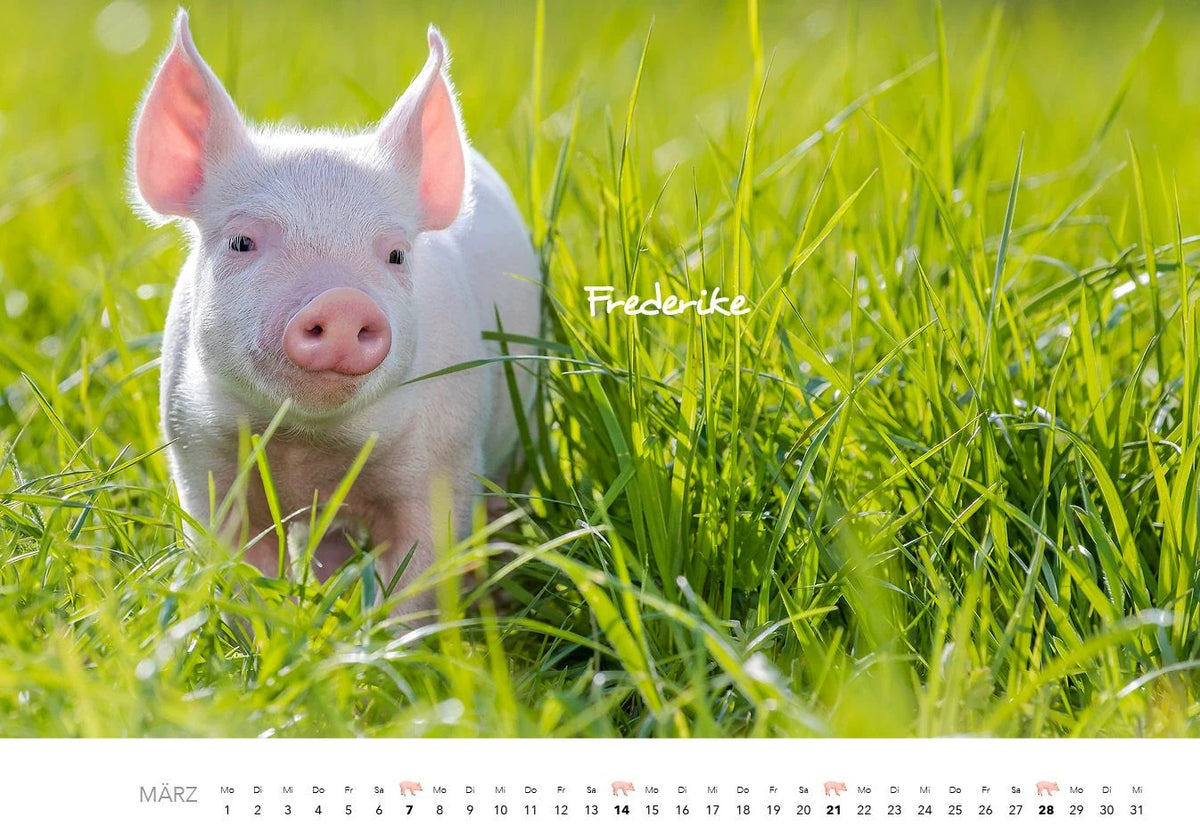Schweine Kalender 2027 – Ansicht
