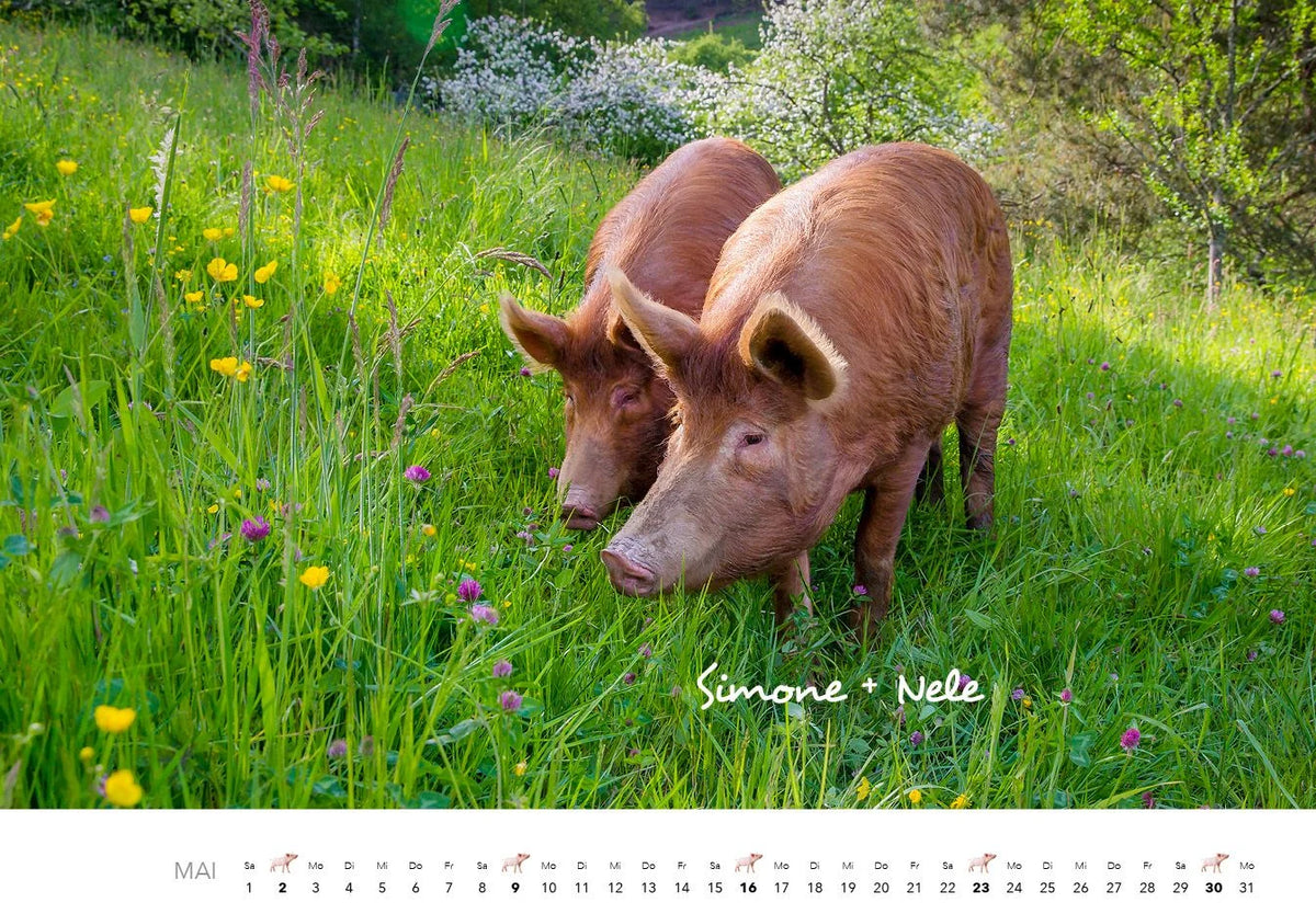 Schweine Kalender 2027 – Ansicht
