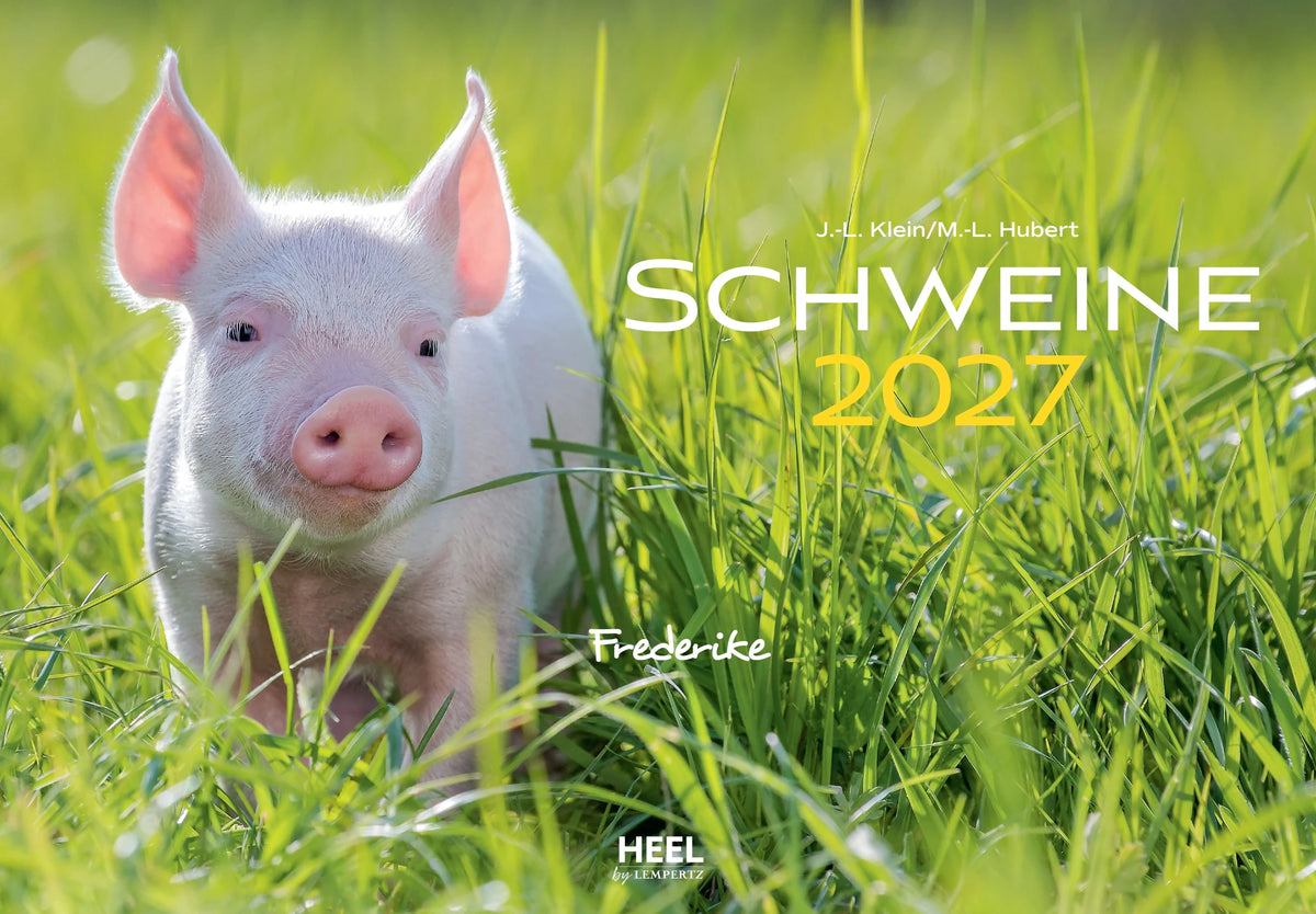 Wandkalender: Schweine Kalender 2027