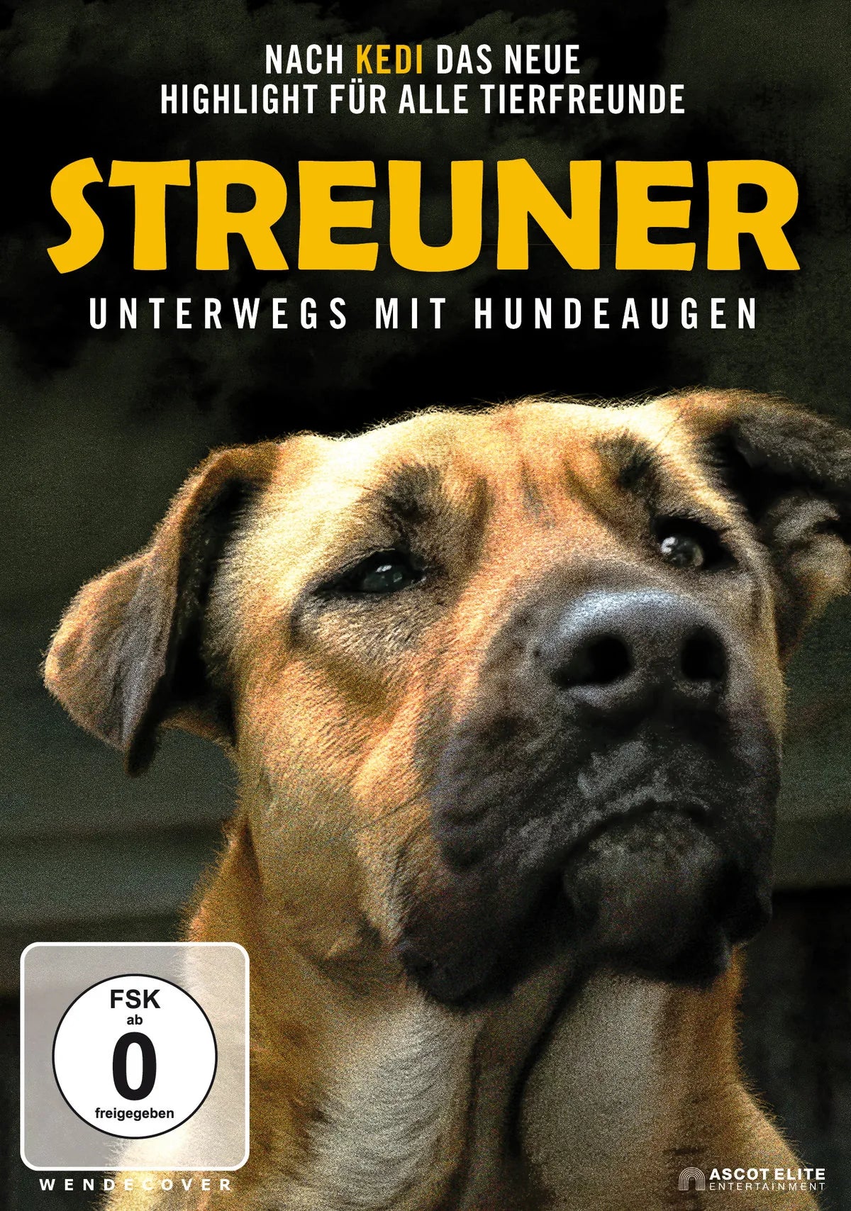 Streuner - Unterwegs mit Hundeaugen - DVD