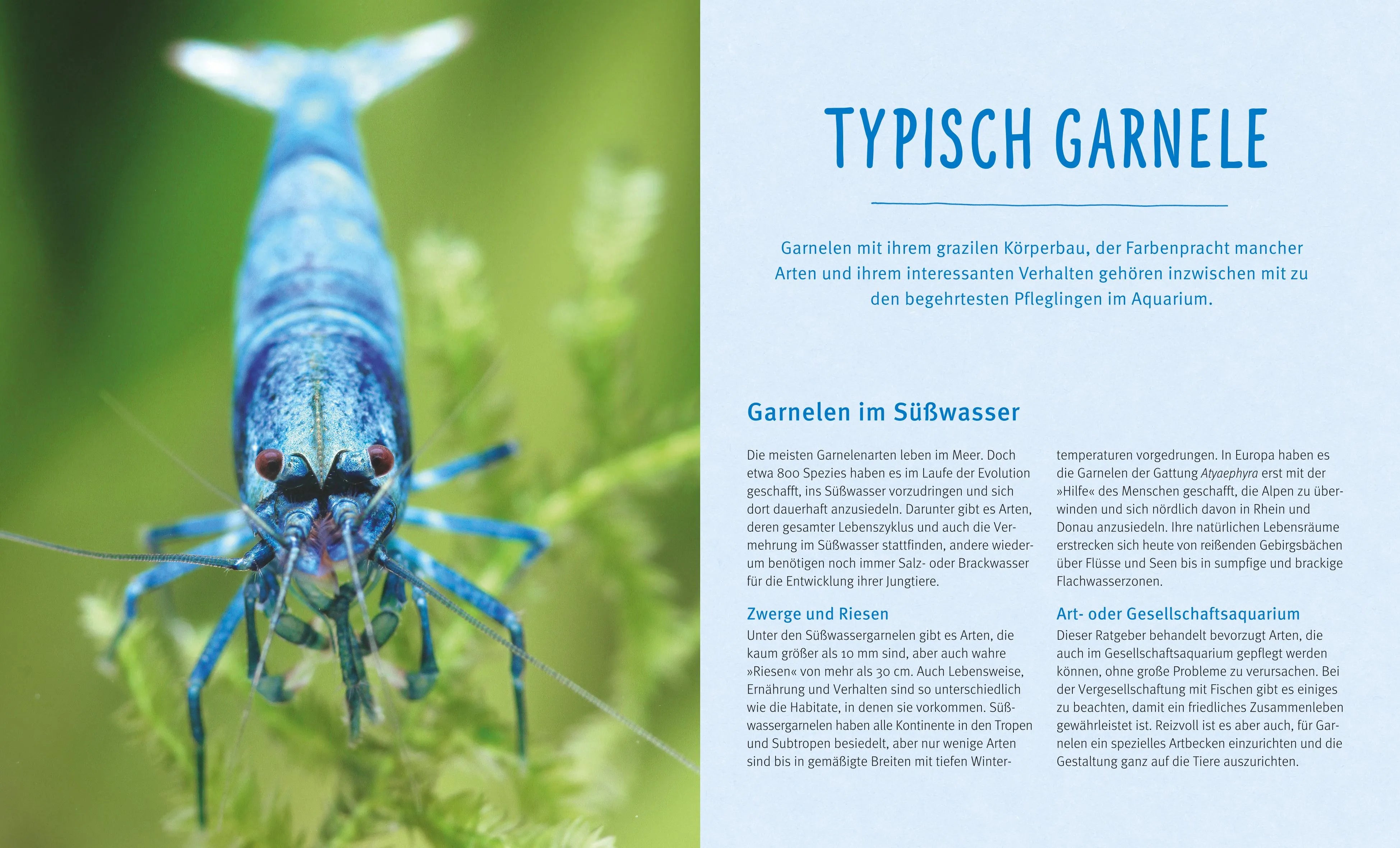 Produktansicht: Süßwasser-Garnelen (Taschenbuch)