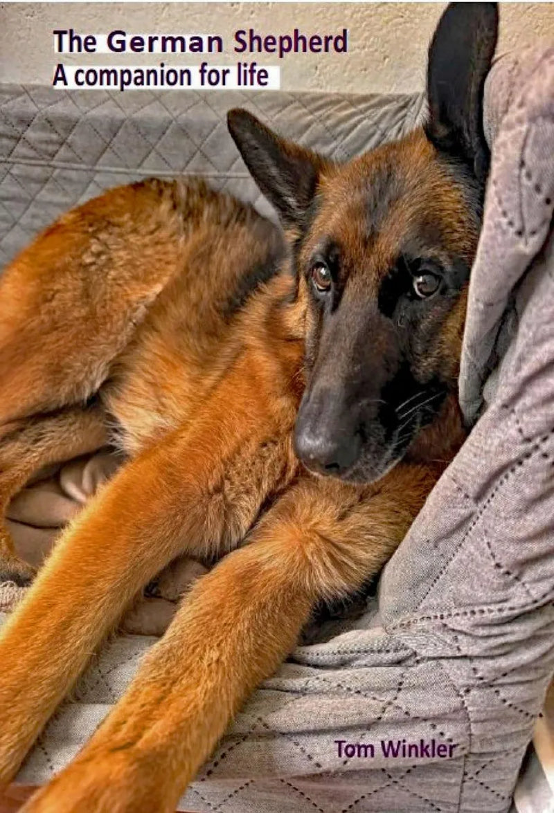 The German Shepherd - a companion for life