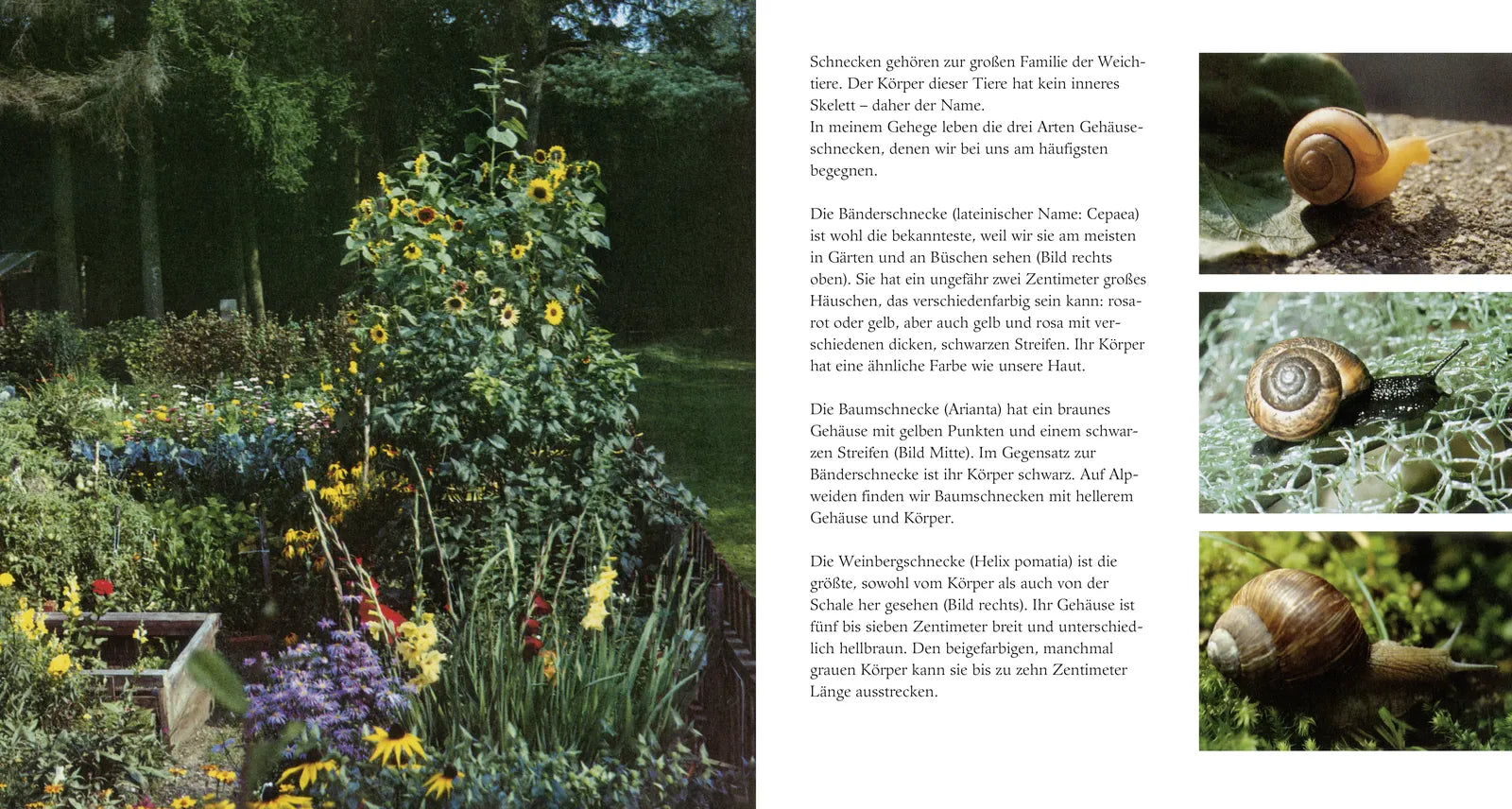Produktansicht: Schneckenleben (Gebundene Ausgabe)