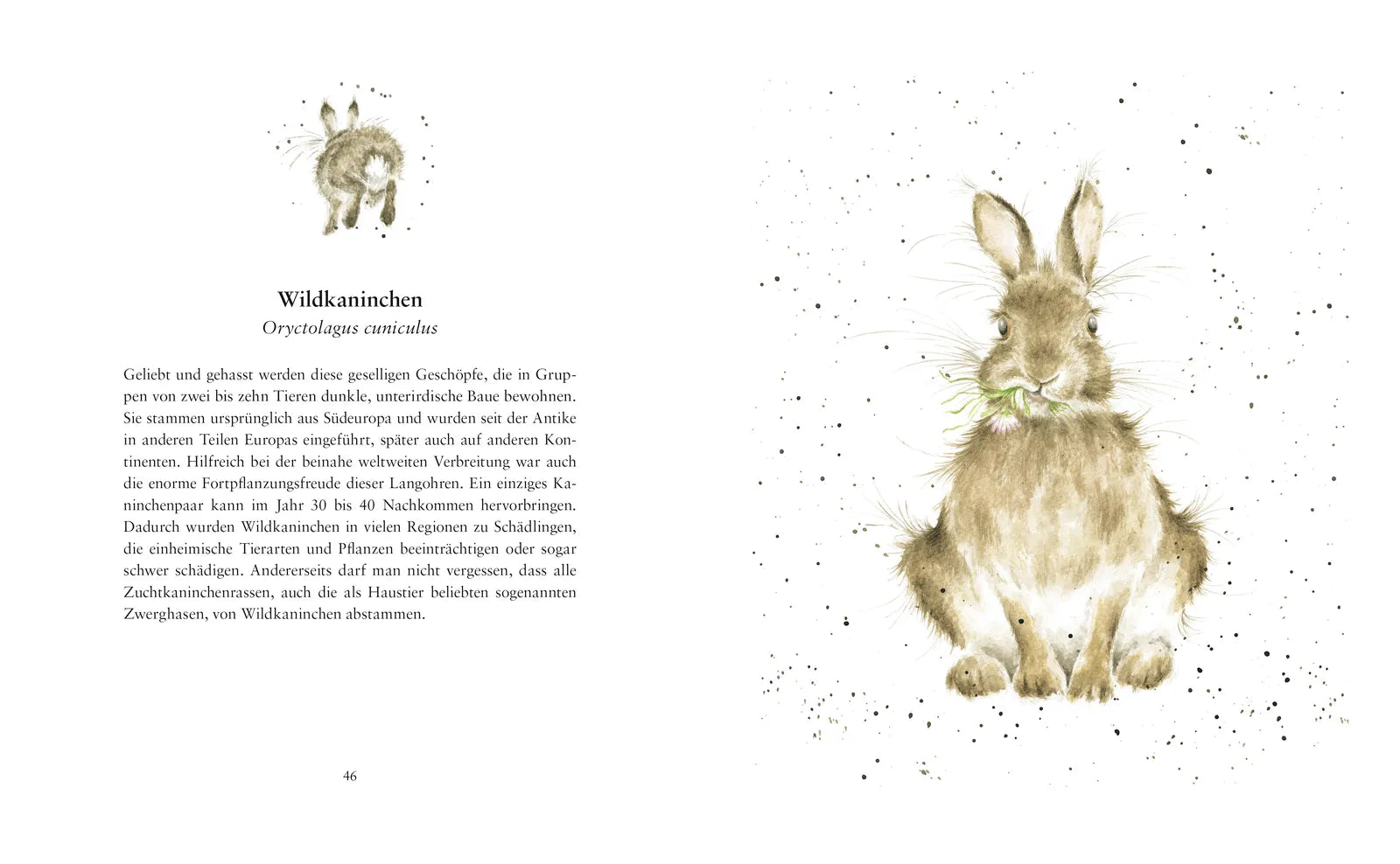 Hannah Dale - Tierleben – Auf der Wiese, im Wald und am Wasser