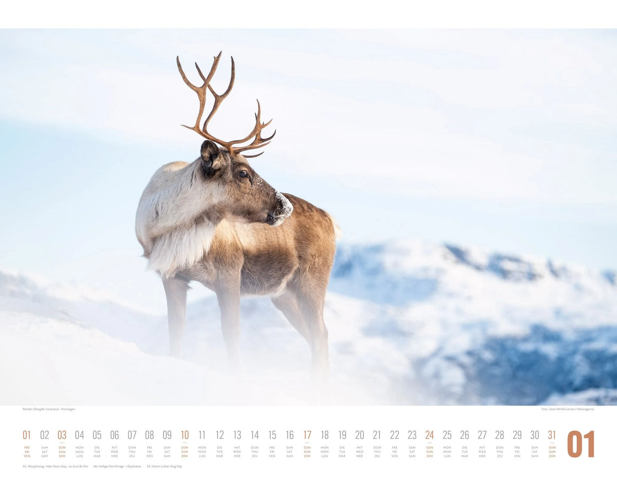 Tierwelt Skandinavien Kalender 2027 – Ansicht