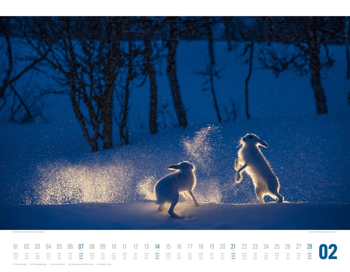 Tierwelt Skandinavien Kalender 2027 – Ansicht