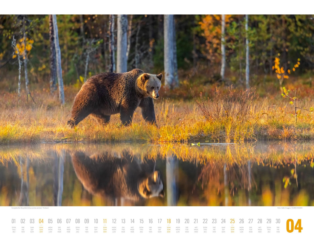 Tierwelt Skandinavien Kalender 2027 – Ansicht