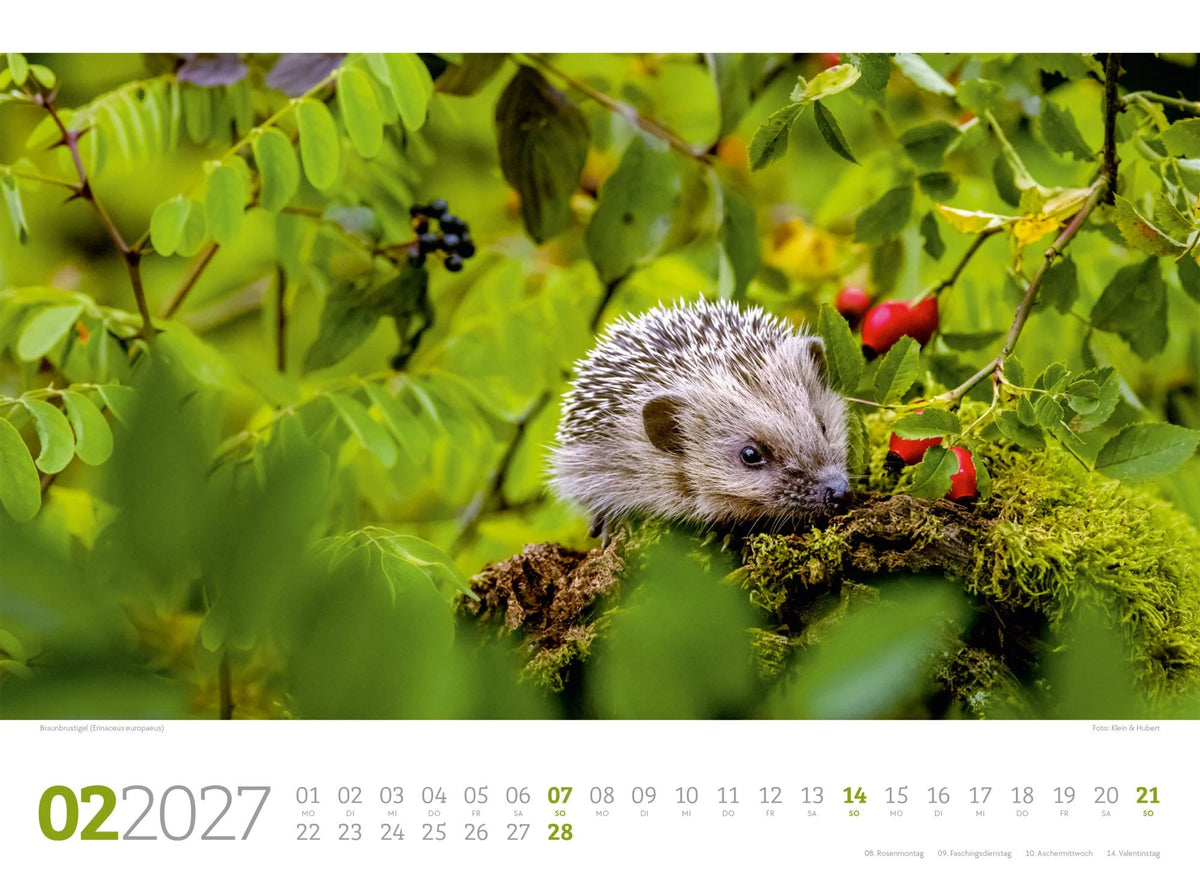Tierwelt Wald Kalender 2027 – Ansicht
