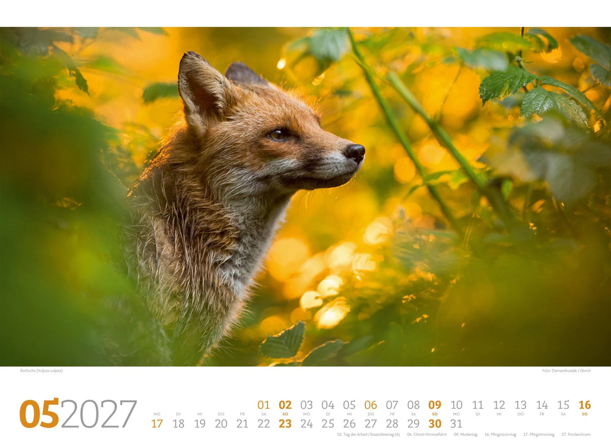 Tierwelt Wald Kalender 2027 – Ansicht