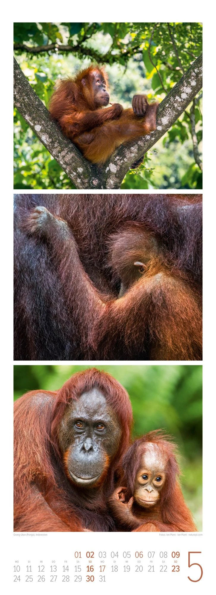 Tierwelten Triplet-Kalender 2027 | Artenvielfalt & Lebensräume – Ansicht