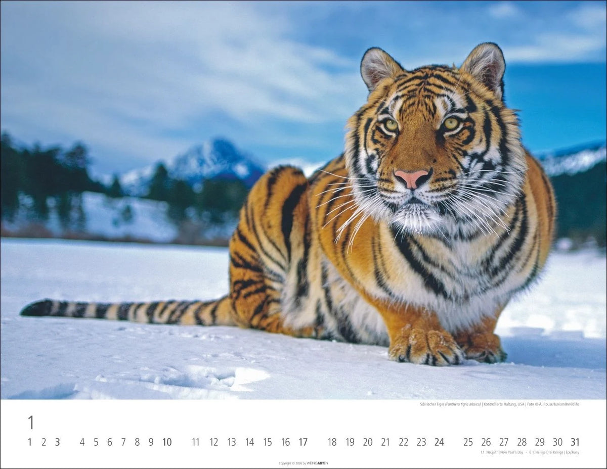 Tiger Kalender 2027 – Ansicht