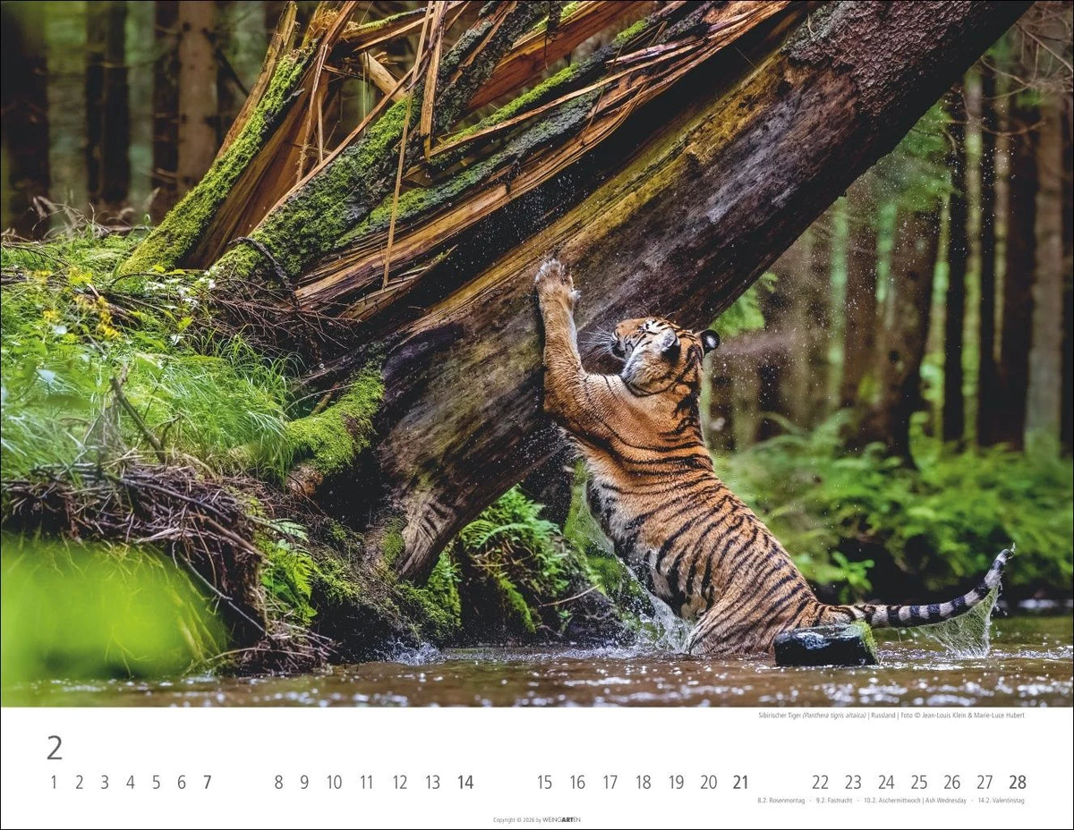 Tiger Kalender 2027 – Ansicht