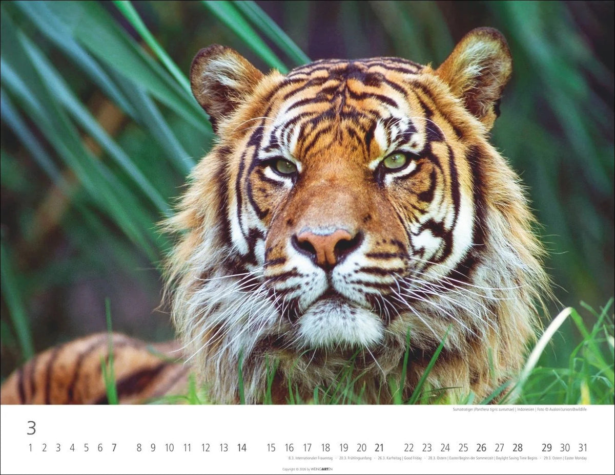 Tiger Kalender 2027 – Ansicht