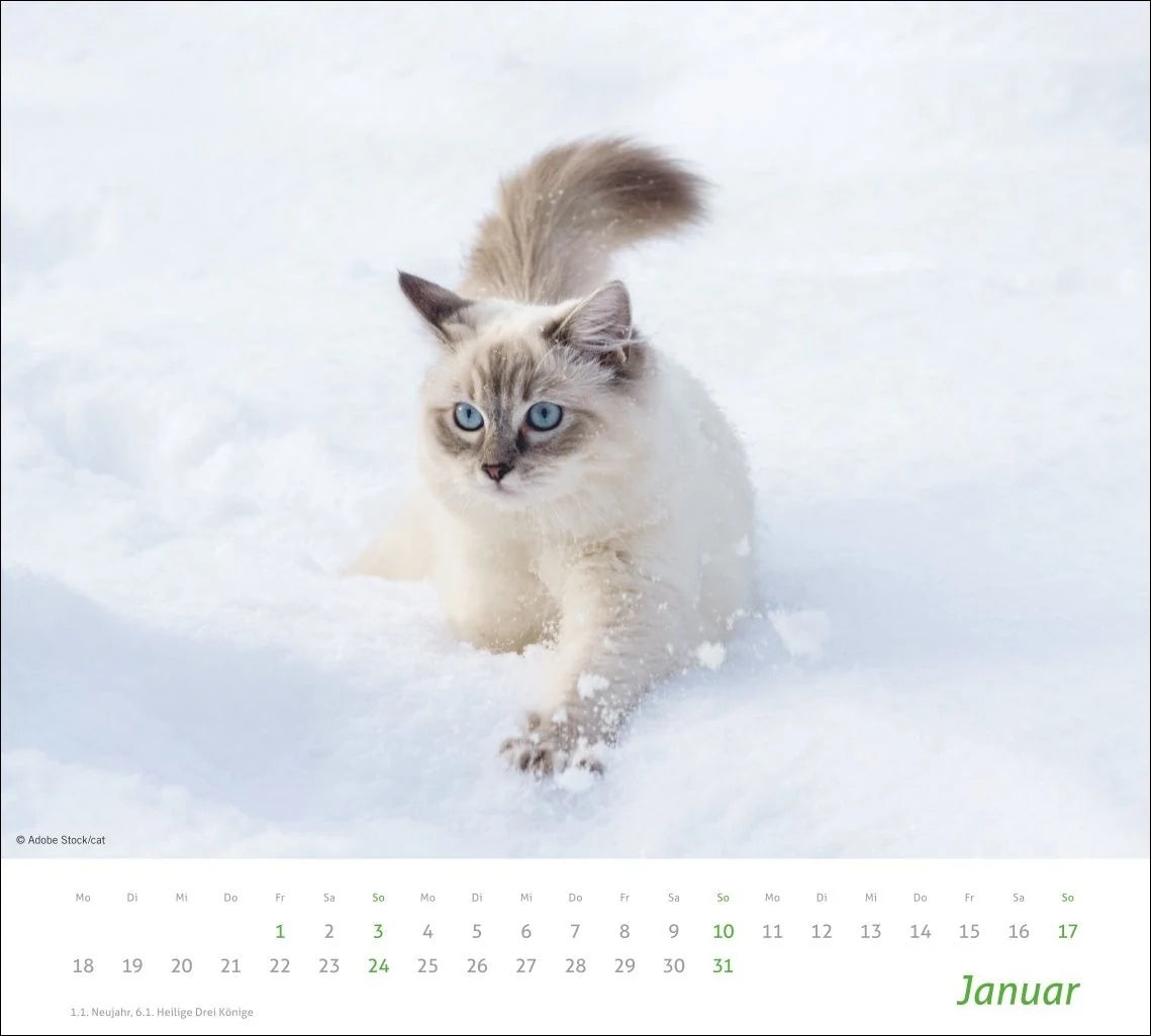 times&more Katzen Bildkalender 2027 – Ansicht