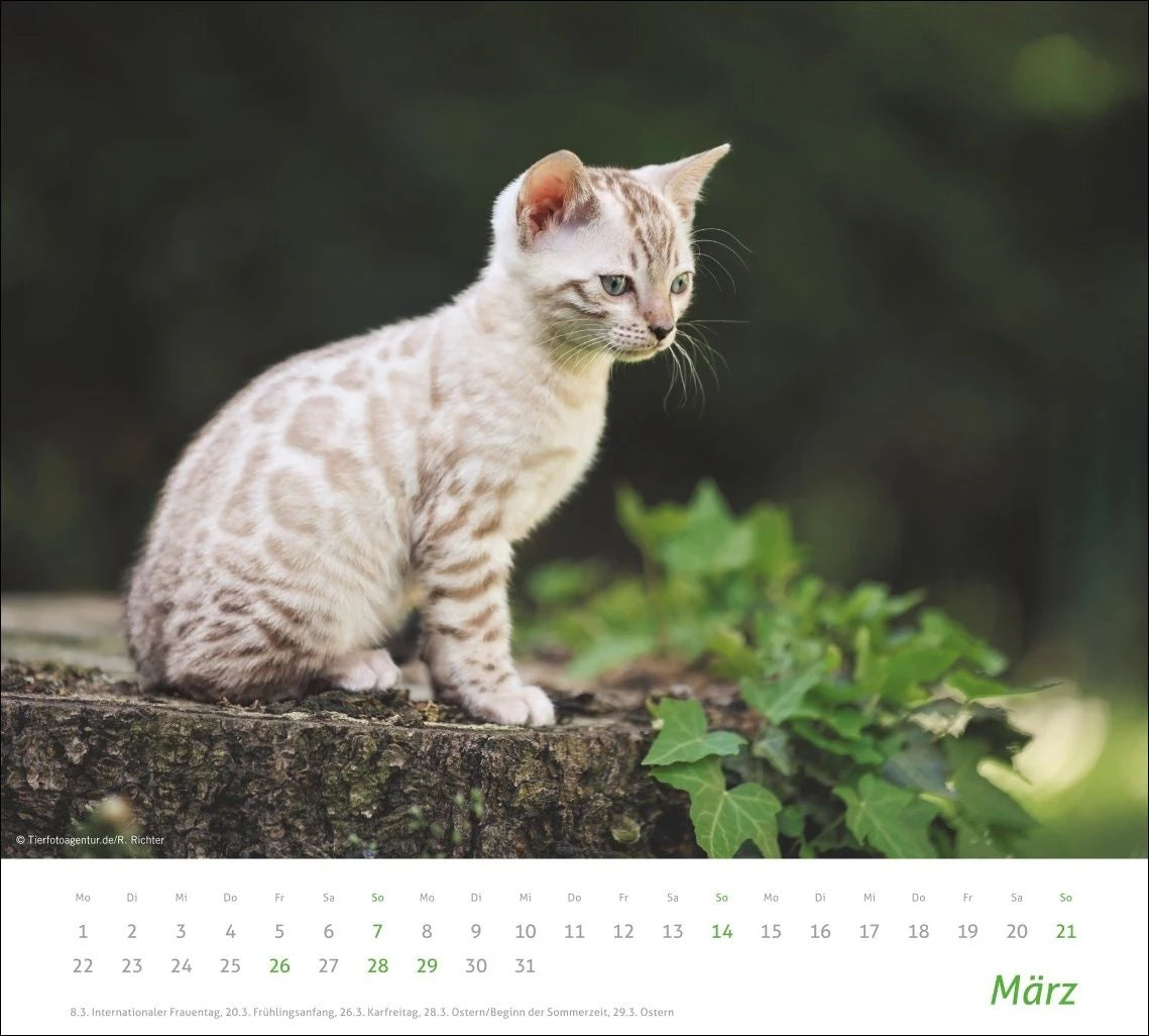 times&more Katzen Bildkalender 2027 – Ansicht