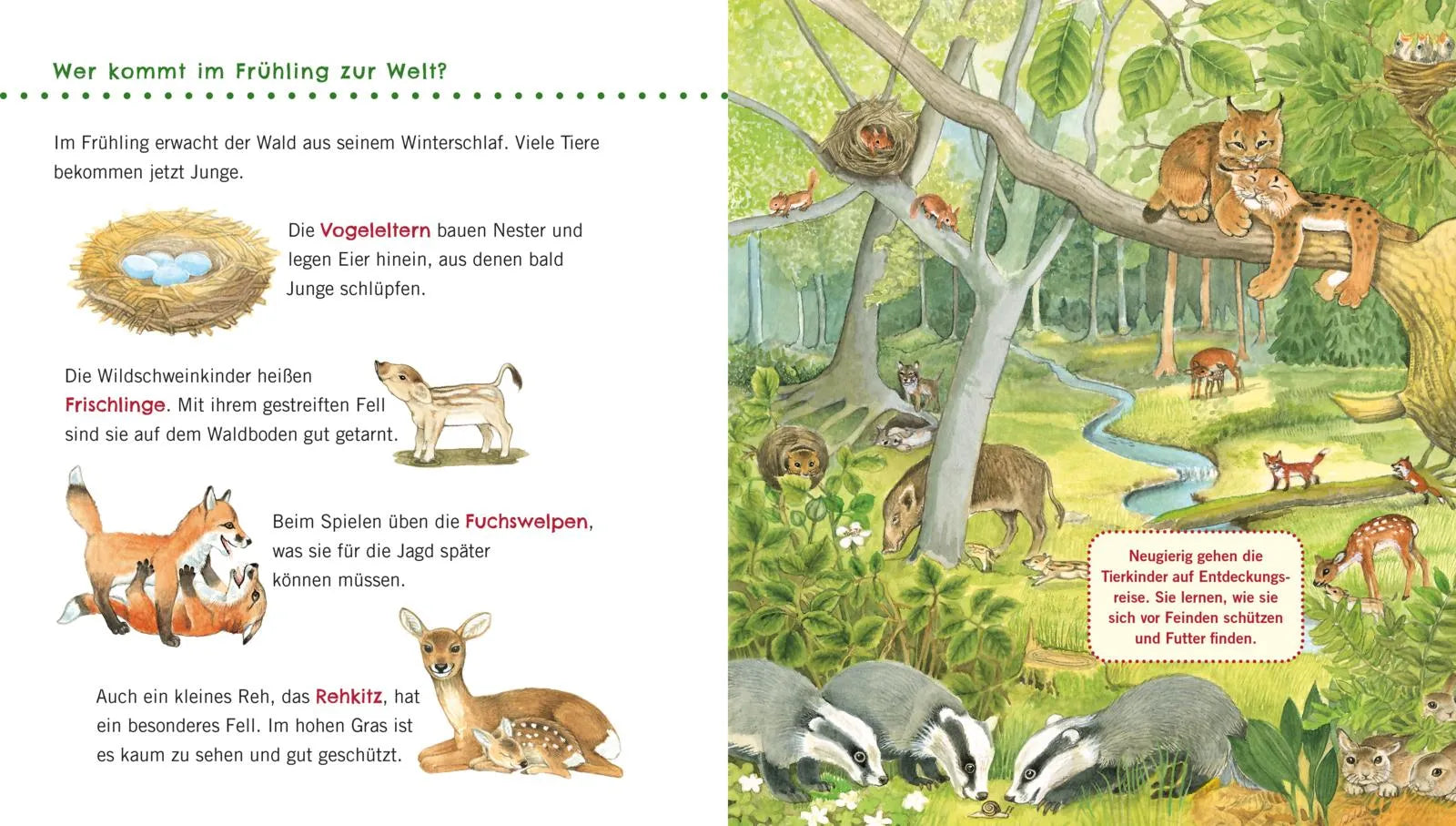 Produktansicht: Unkaputtbar: Erstes Wissen: Im Wald (Taschenbuch)