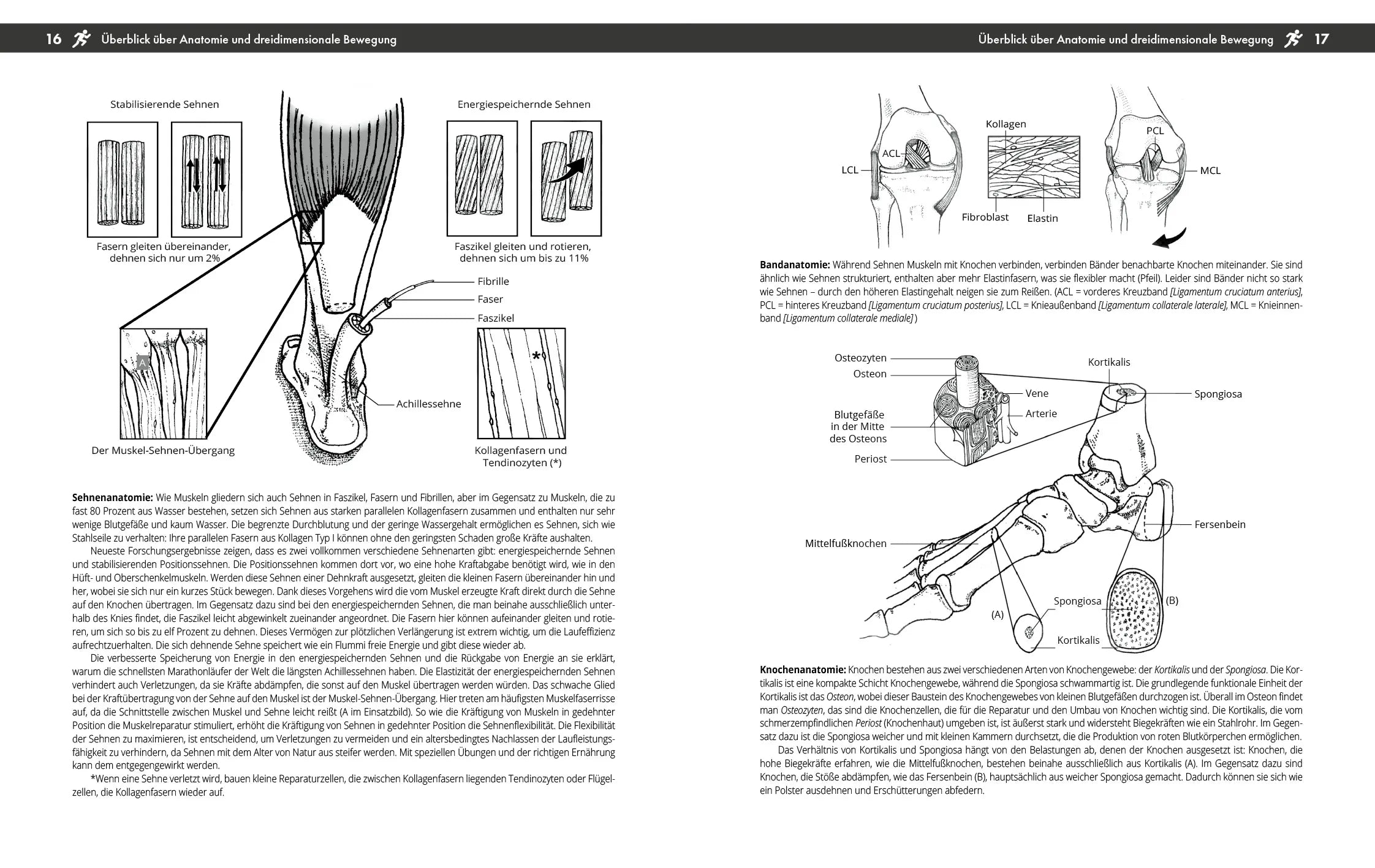 Innenansicht von 'Verletzungsfrei laufen' - Taschenbuch