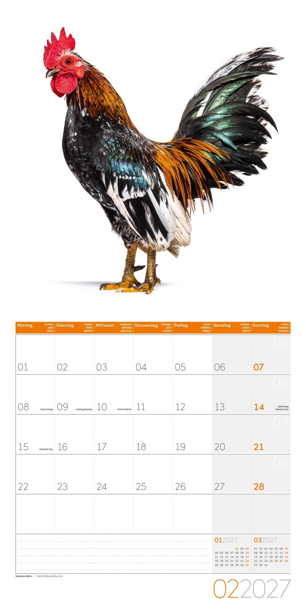 Verrückte Hühner Kalender 2027 - 30x30 - Art12 – Ansicht