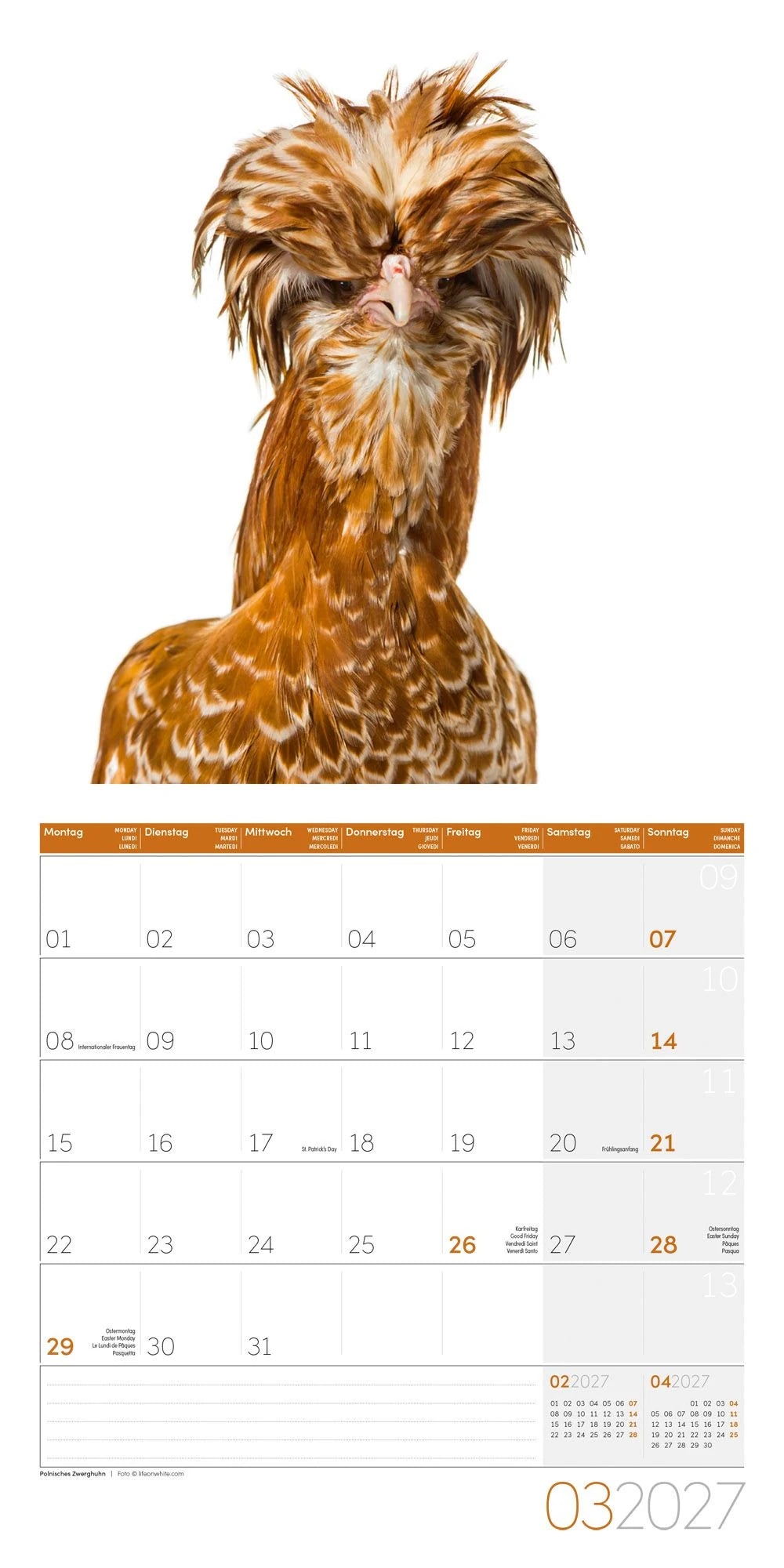 Verrückte Hühner Kalender 2027 - 30x30 - Art12 – Ansicht