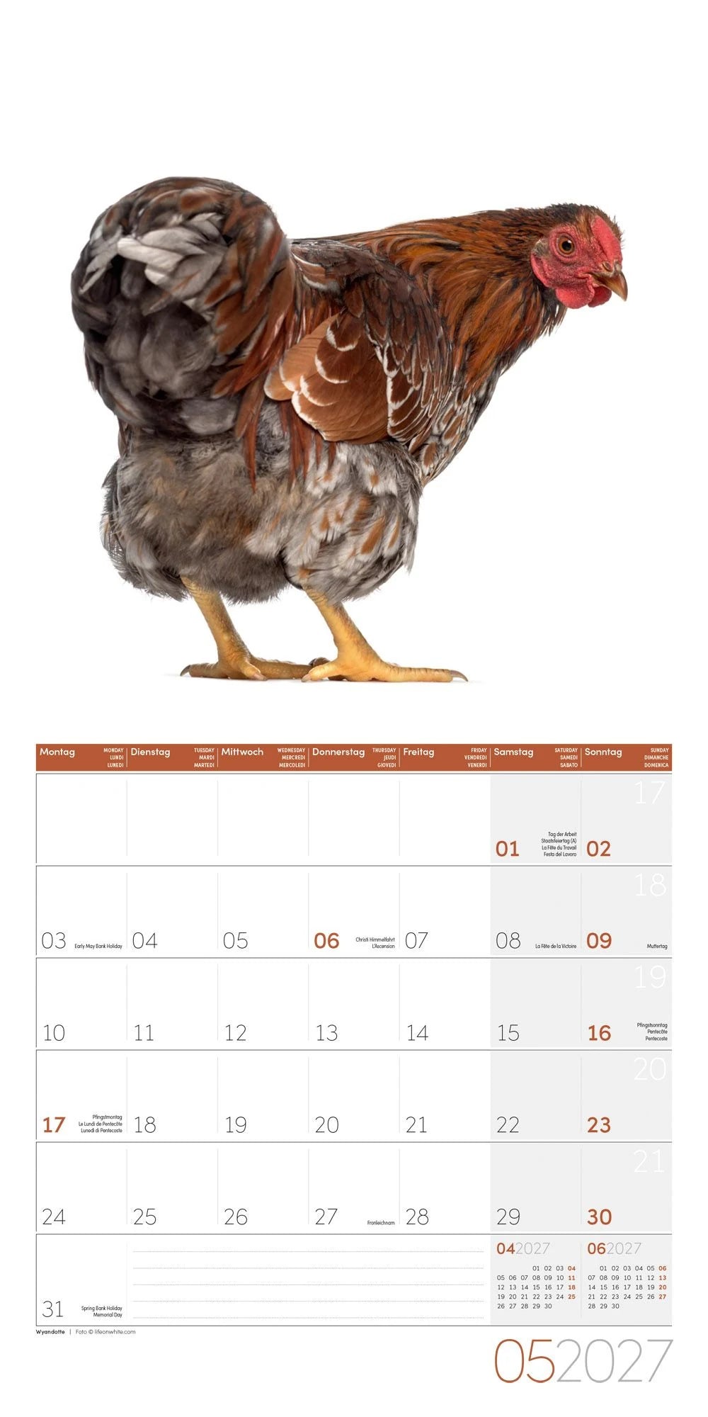 Verrückte Hühner Kalender 2027 - 30x30 - Art12 – Ansicht