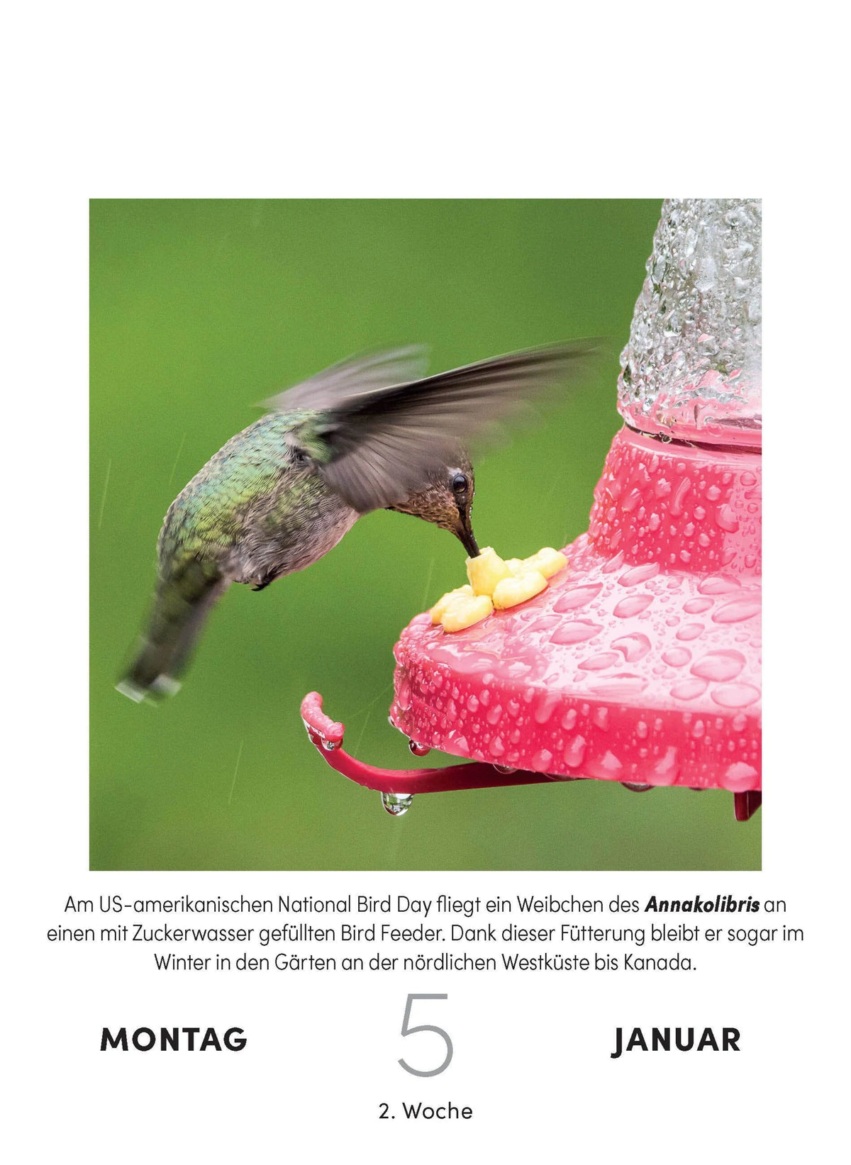 Vogelkalender 2027 - Tagesabreißkalender zum Aufstellen oder Aufhängen – Ansicht