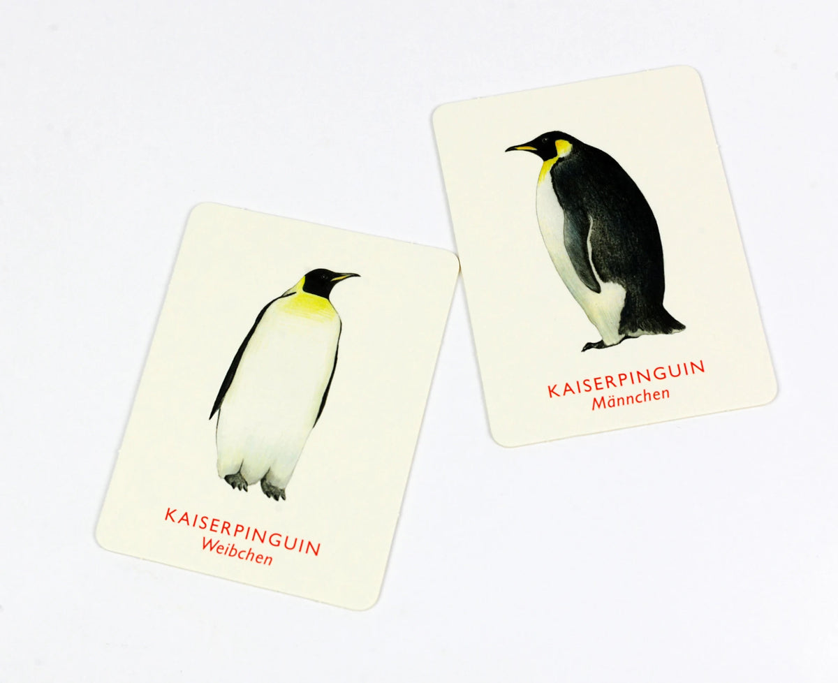Vogelpaare – Ansicht