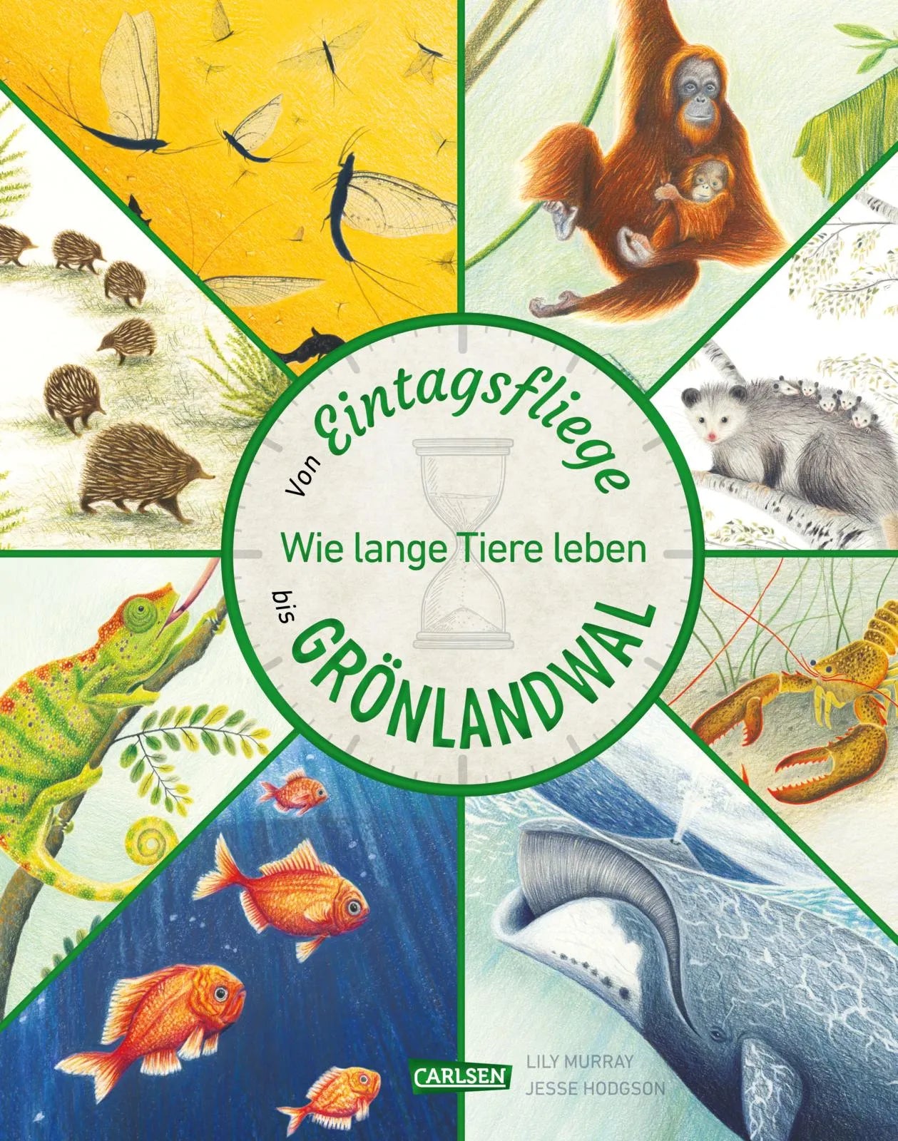 Buchcover von 'Von Eintagsfliege bis Grönlandwal' - Gebundene Ausgabe von Lily Murray