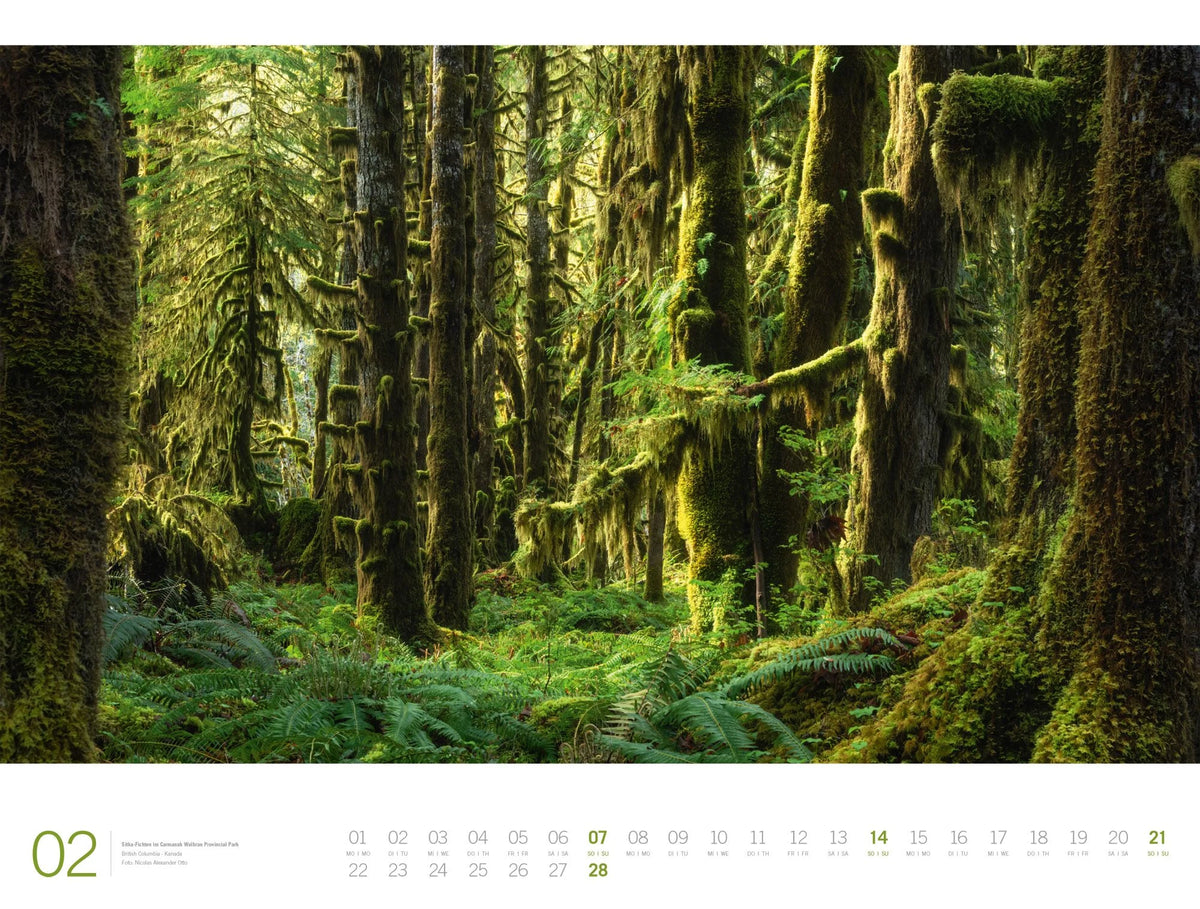 Wald Gallery Kalender 2027 – Ansicht