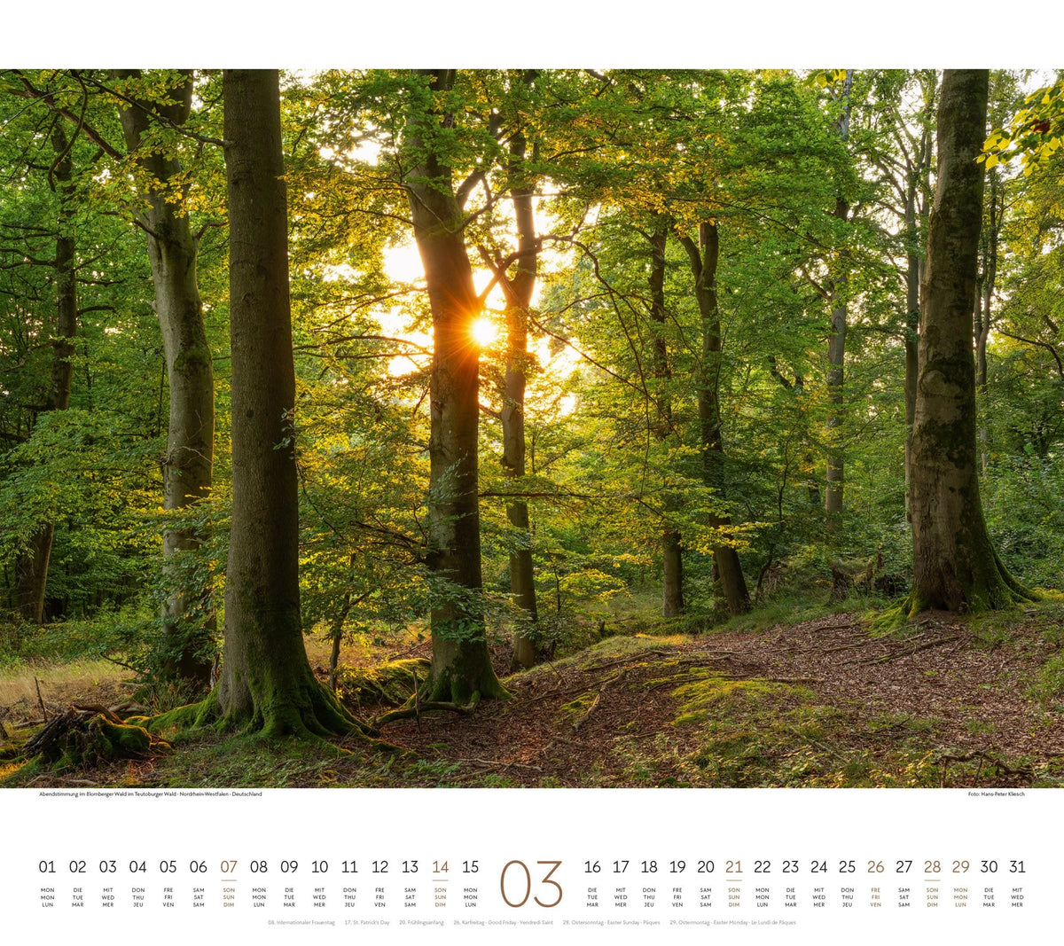 Wald Kalender 2027 – Ansicht